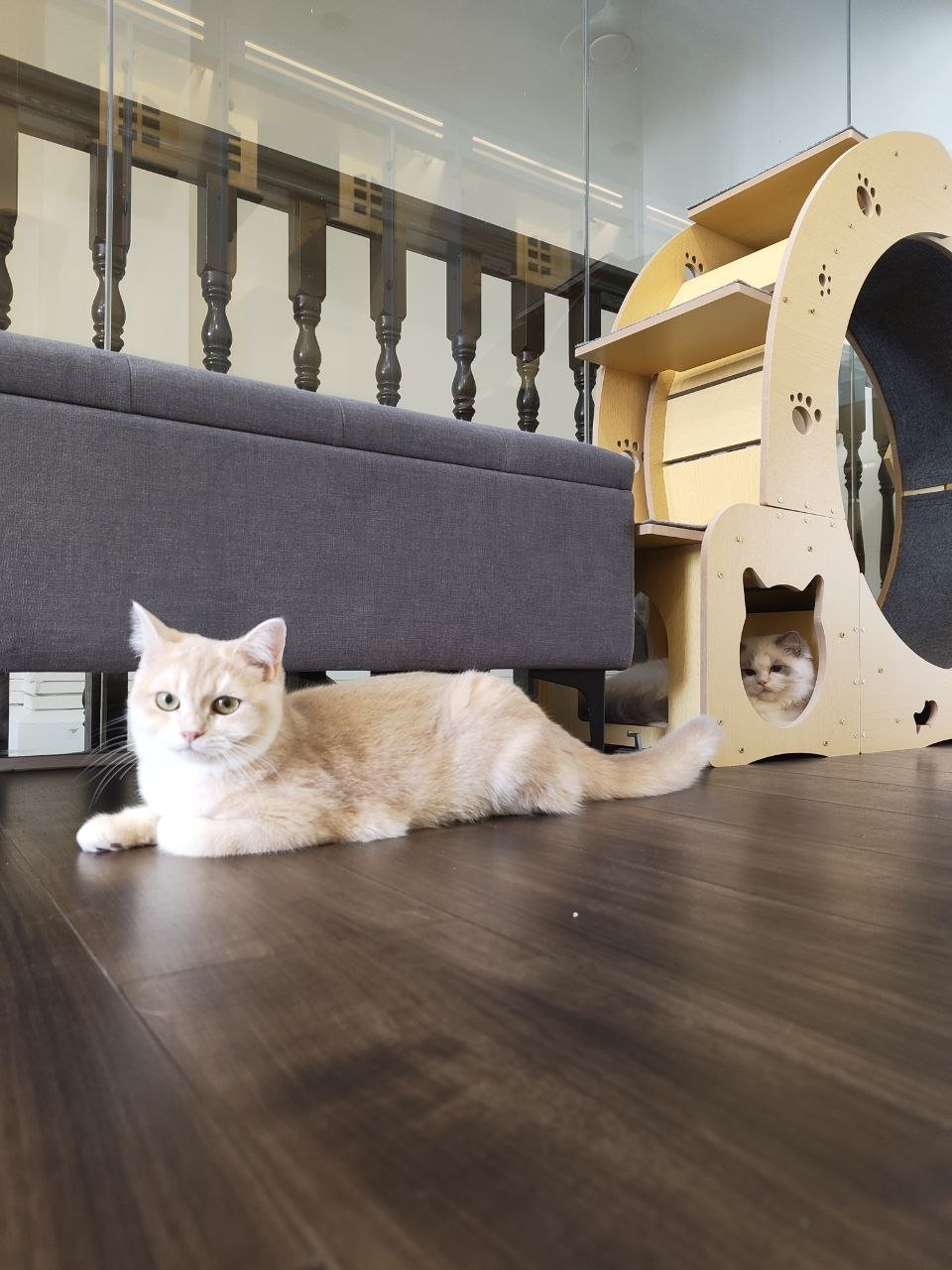 Two cats resting on the wooden floor in a room with a dark gray sofa, a wooden cat tree with cut-out paw prints and a cat-shaped entrance, and a glass railing with wooden balusters in the background.
