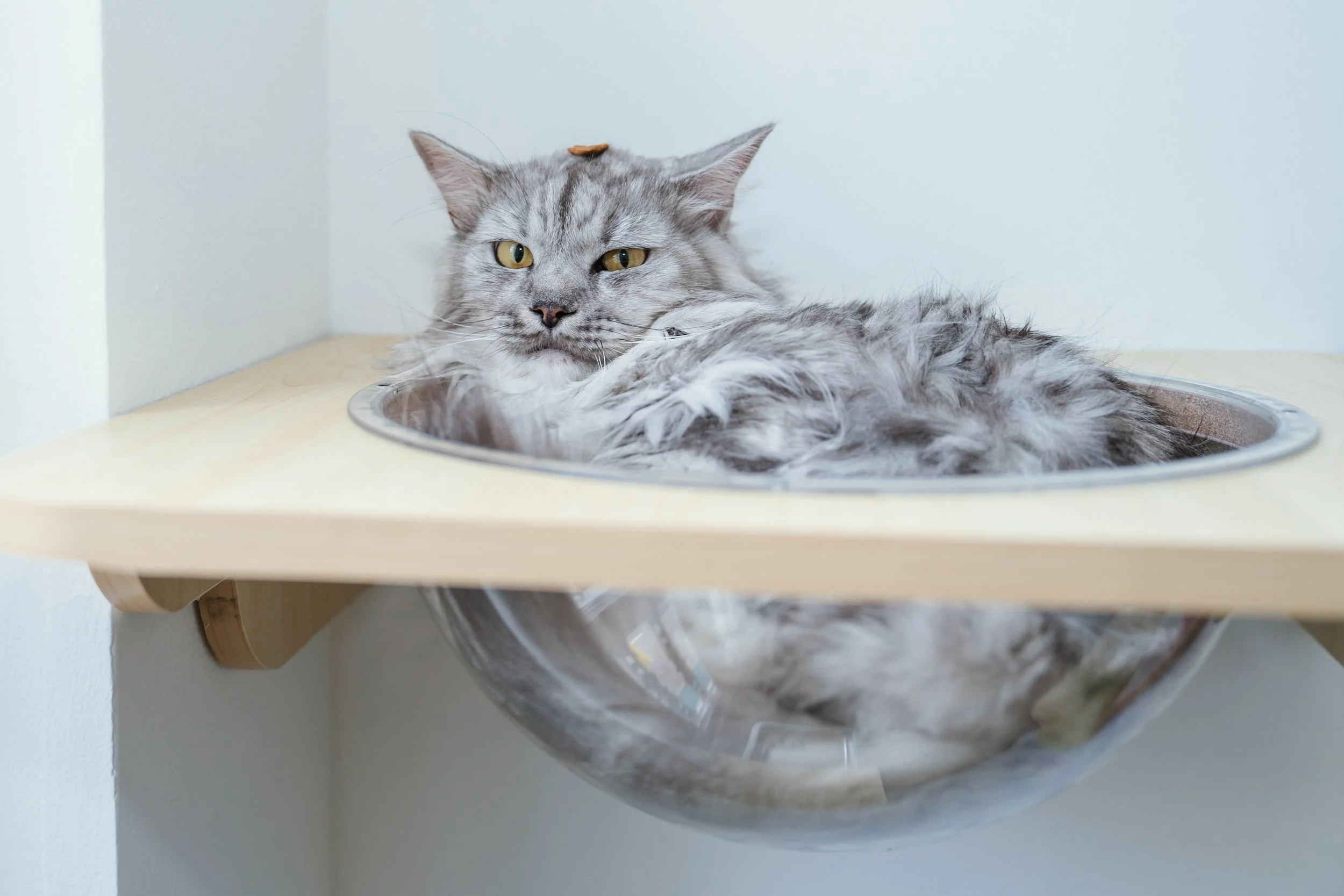 Grey Cat boarding at Kuro Cat Hotel Singapore