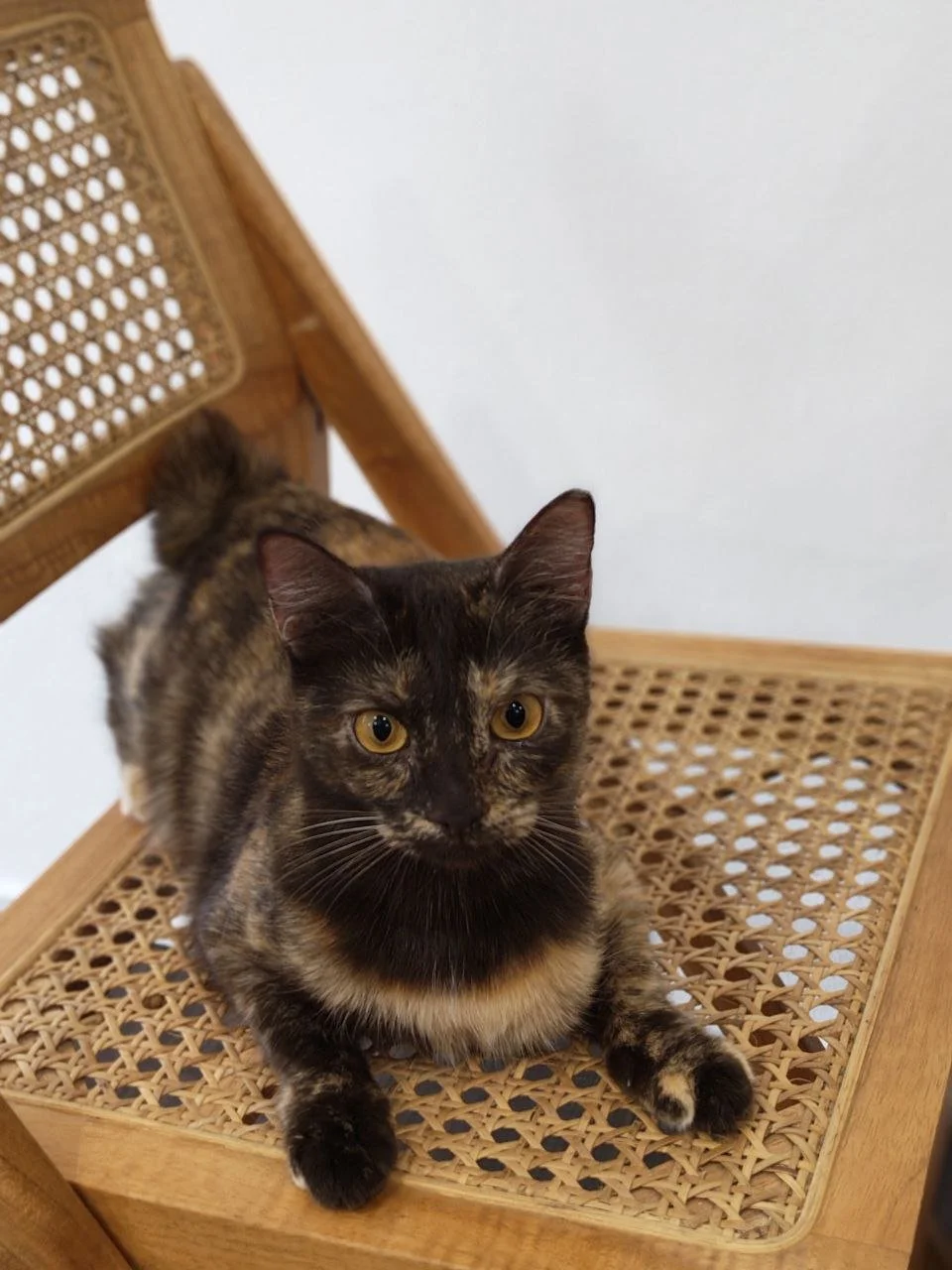 Tortoiseshell cat guest lounging comfortably on a rattan chair in a homelike suite at Kuro Cat Hotel Singapore.