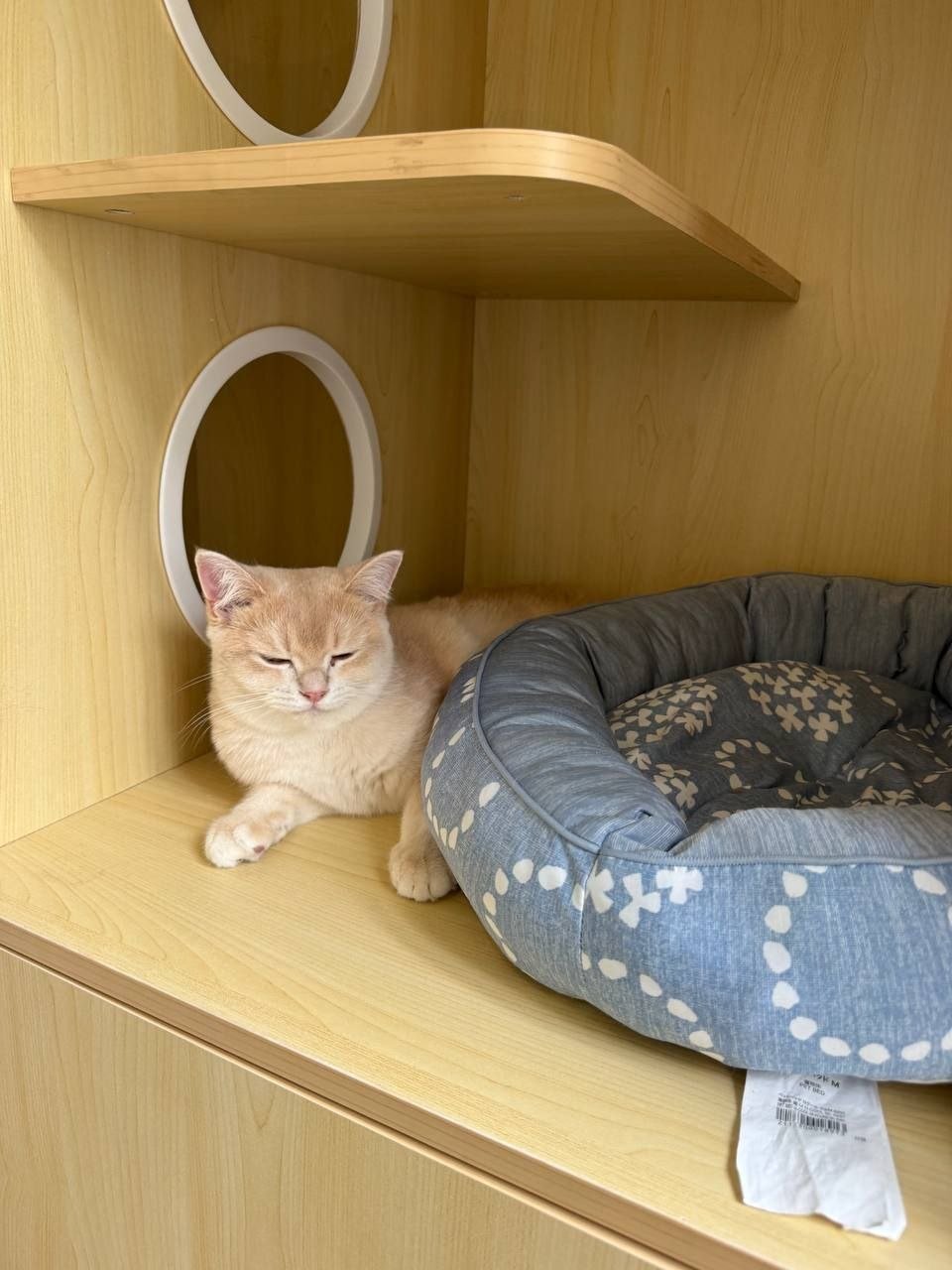 What to Look for in a Cat Hotel in Singapore: 7 Things Every Cat Owner Should Check