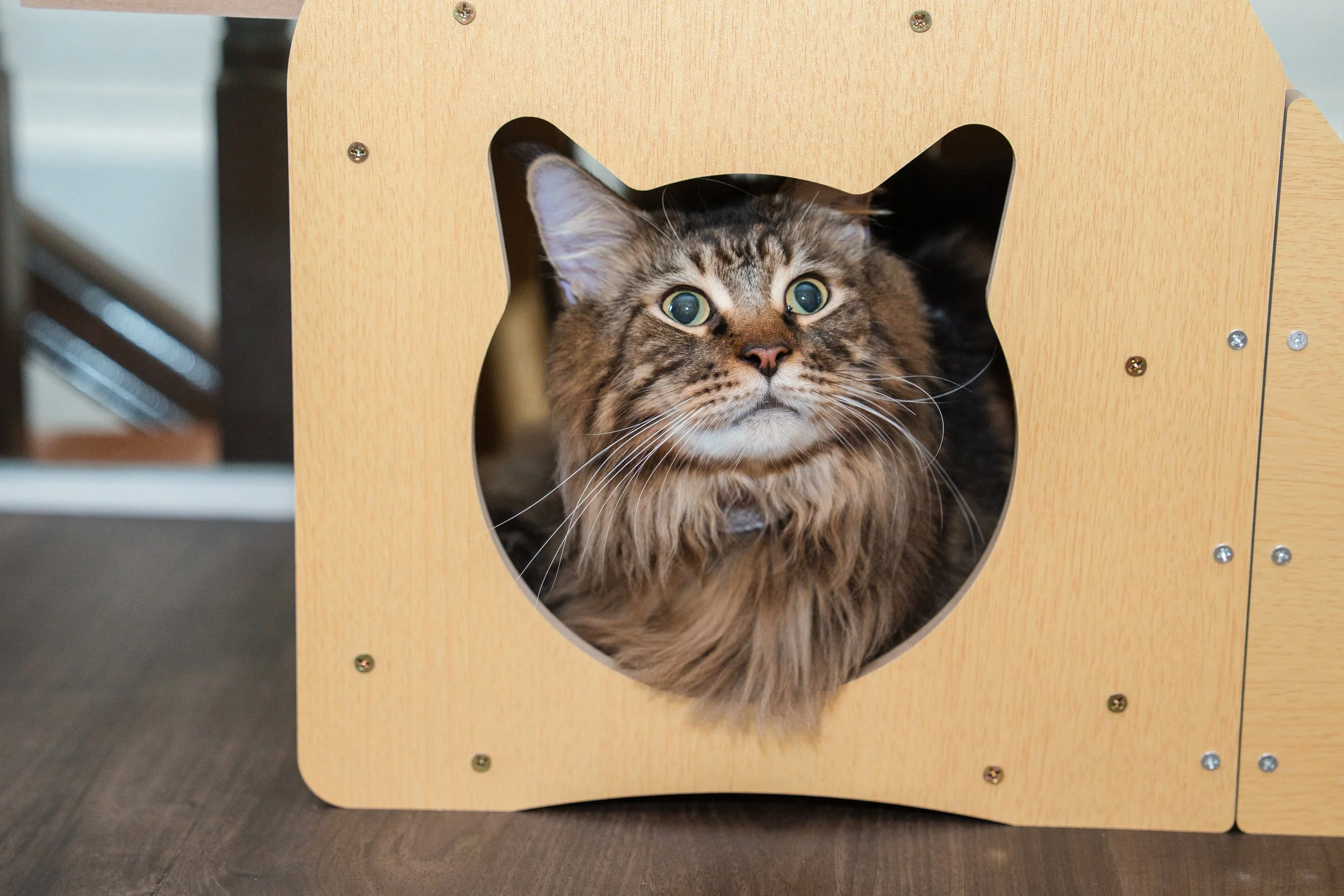 Happy orange tabby enjoying a gourmet treat during a stay at Kuro Cat Hotel & Resort Singapore.