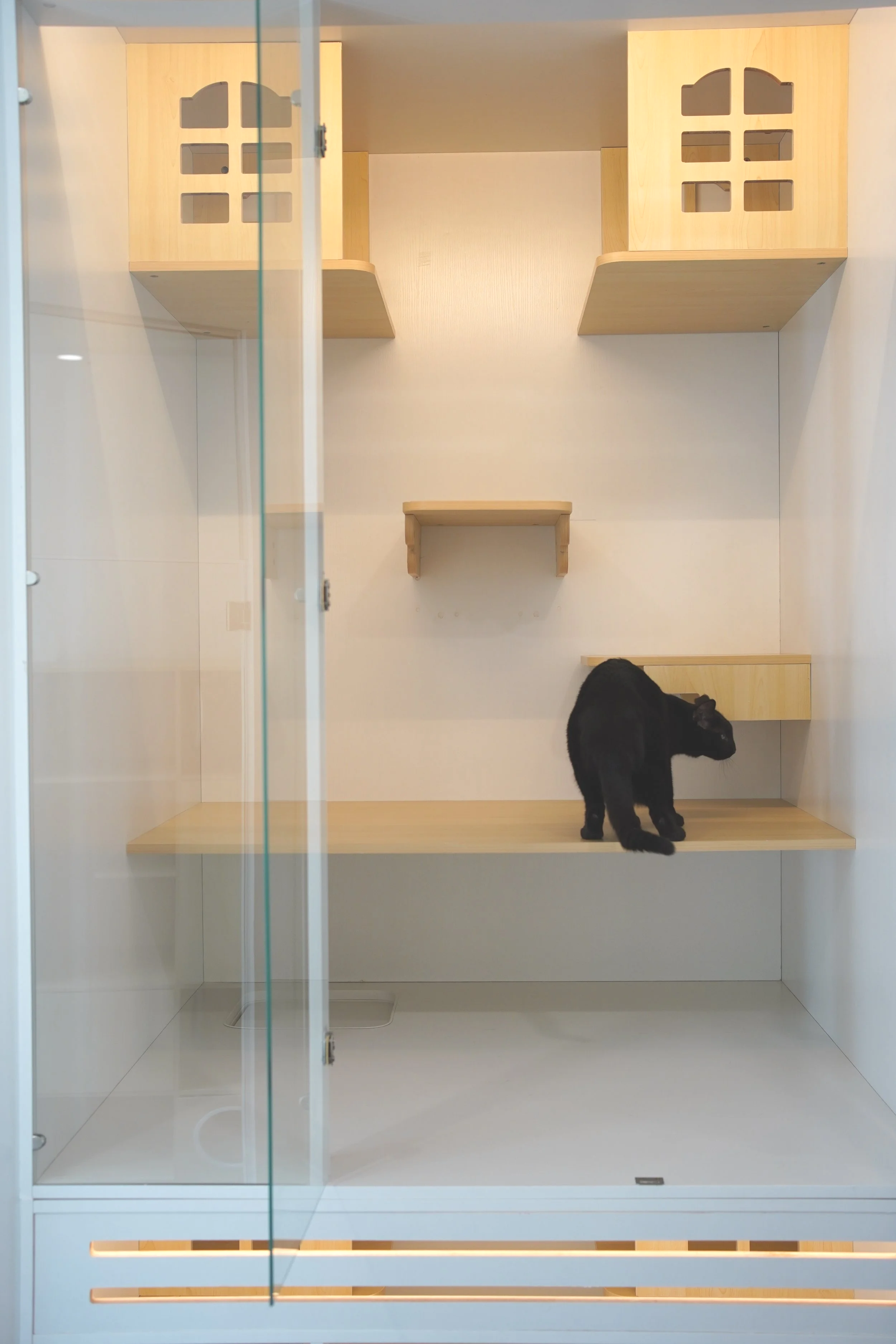 Active black cat climbing the vertical platforms in a spacious, multi-level Loft Suite at Kuro Cat Hotel Singapore.