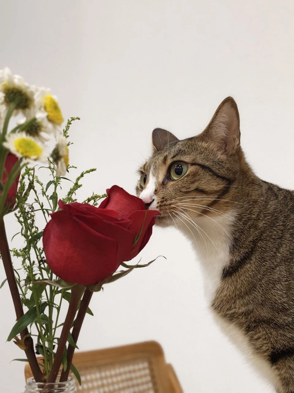 A curious tabby cat guest investigating flowers in a homelike suite at Kuro Cat Hotel Singapore.