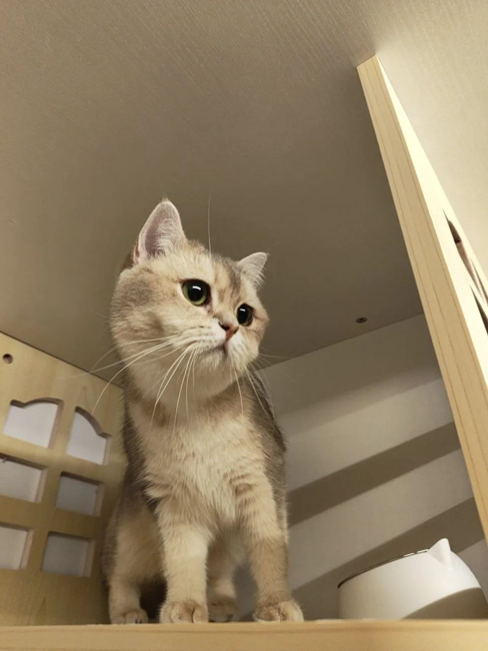 A curious light brown and gray tabby cat standing on a wooden surface, looking down.
