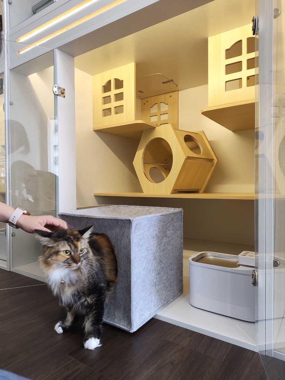 A fluffy calico cat with a collar is sitting in a cube-shaped gray cat house in front of a glass display case containing wooden cat furniture and a white litter box.