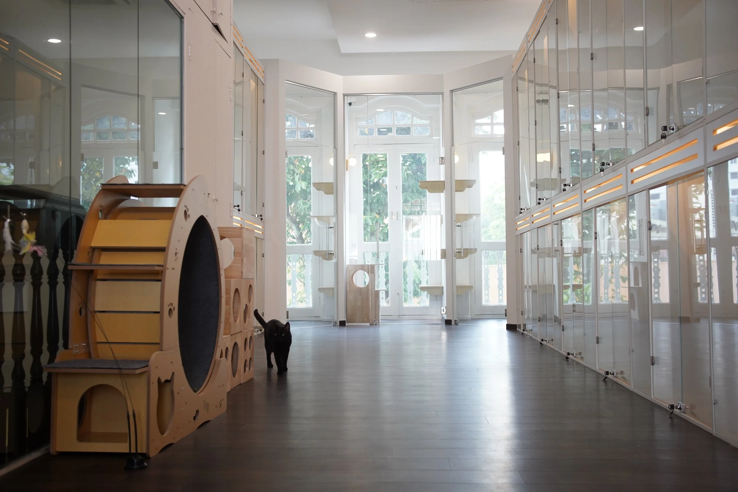 Climate-controlled cat play area at Kuro Cat Hotel Singapore, offering interactive enrichment outside of private suites.