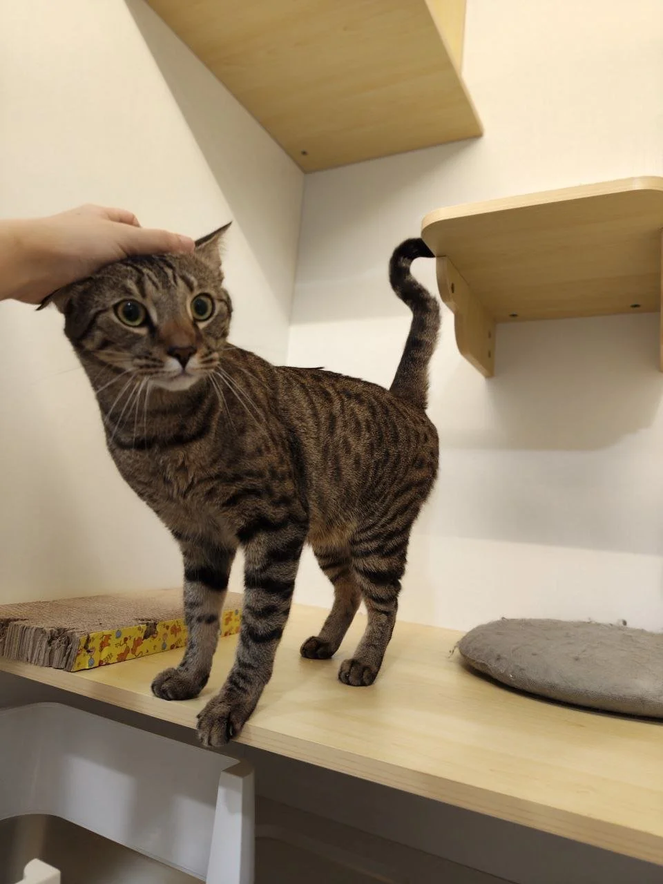 A brown tabby cat with black stripes standing on a wooden surface with a gray cushion, being petted on the head by a person, with wooden shelves on the wall behind.