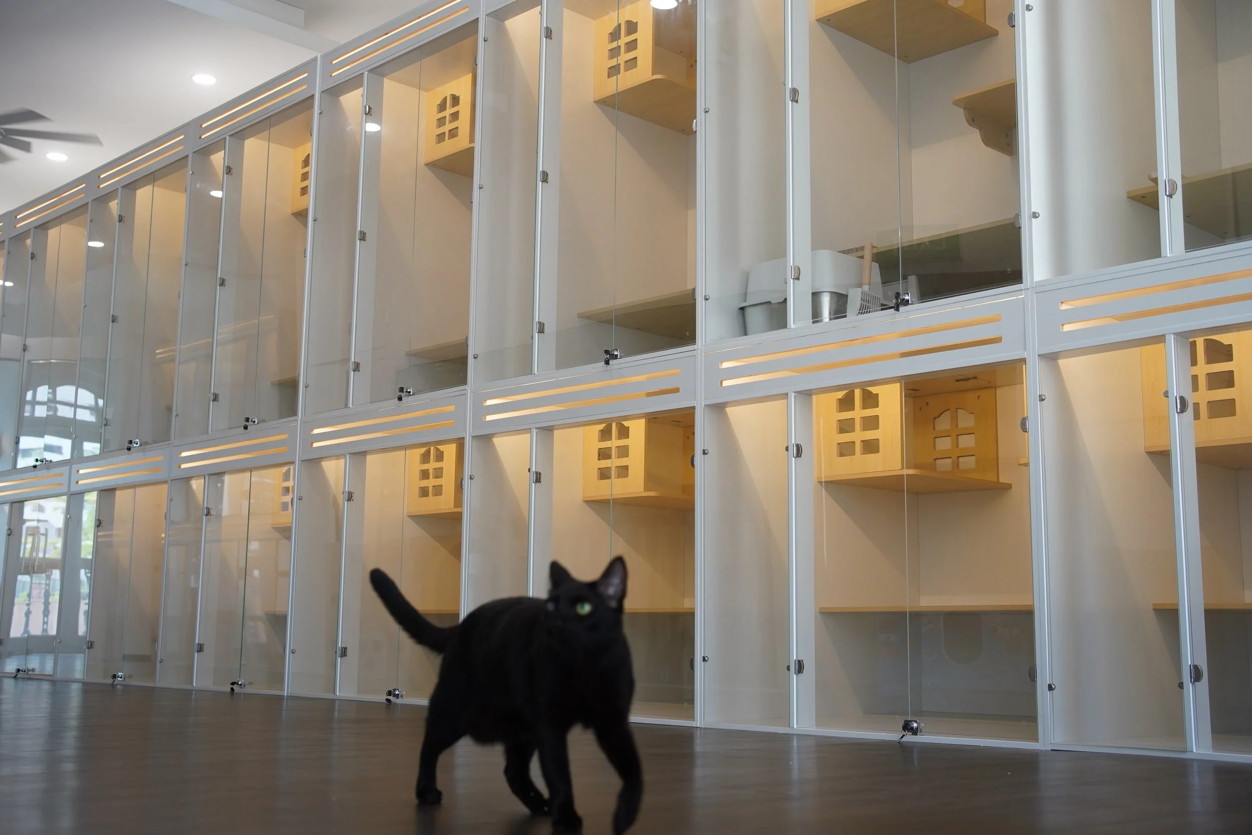 Quiet Classic and Loft Suites on Level 3, designed for anxious or shy cats needing a peaceful boarding environment.