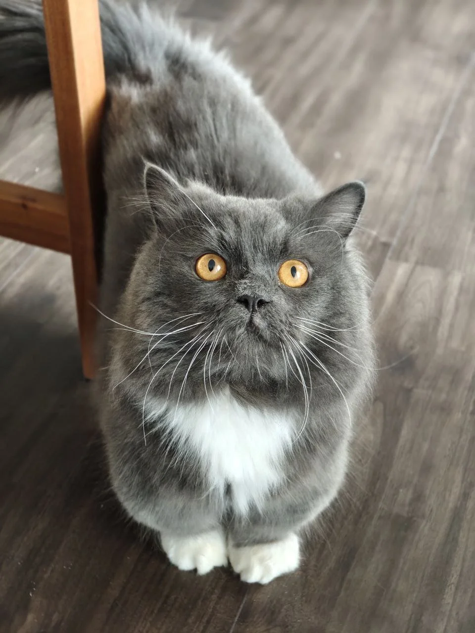 Fluffy gray cat guest exploring the clean, climate-controlled play area at Kuro Cat Hotel & Boarding Singapore.