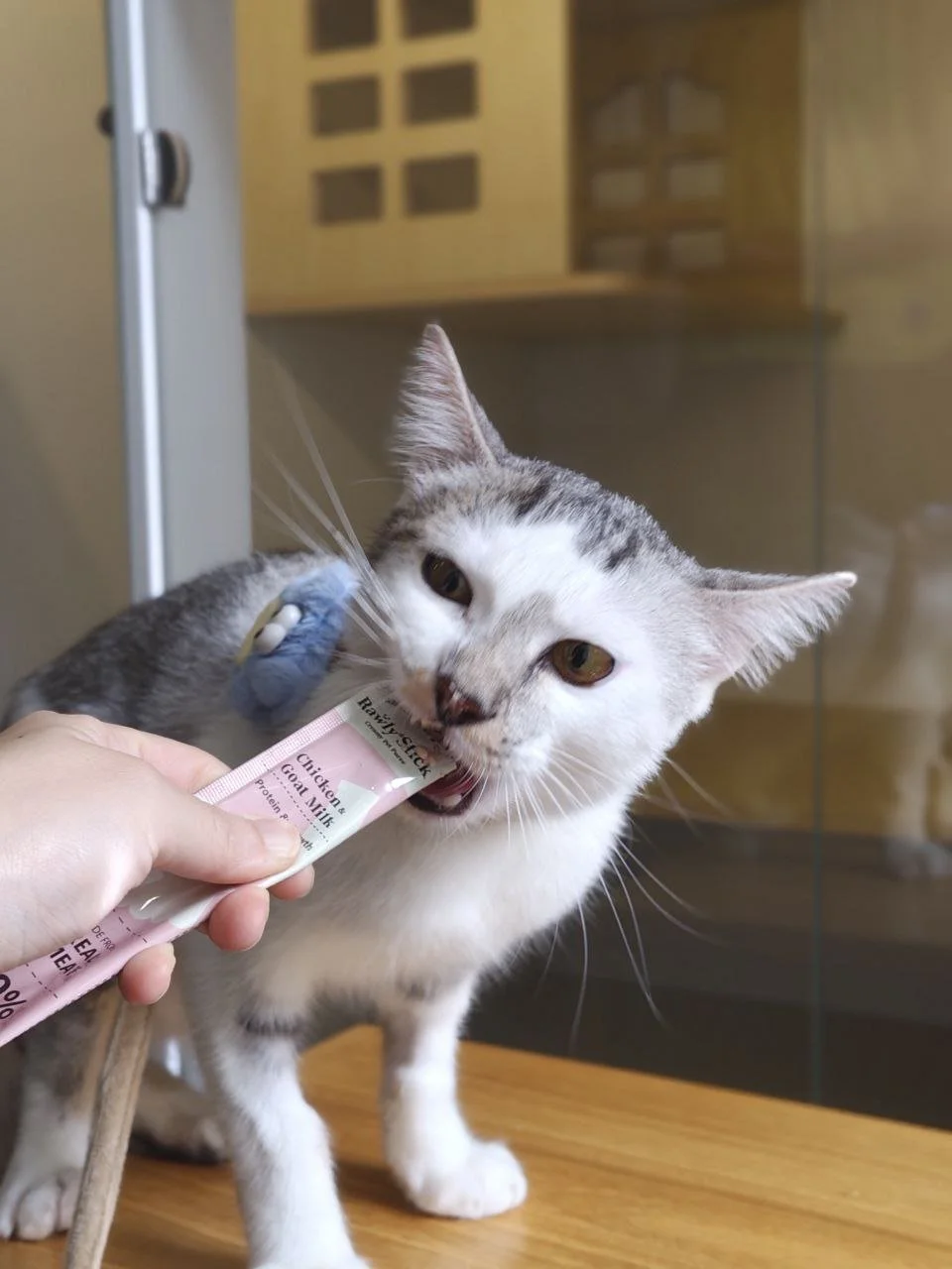 Staff providing 1-on-1 affection and treat feeding during a daily enrichment session at Kuro Cat Hotel Singapore.