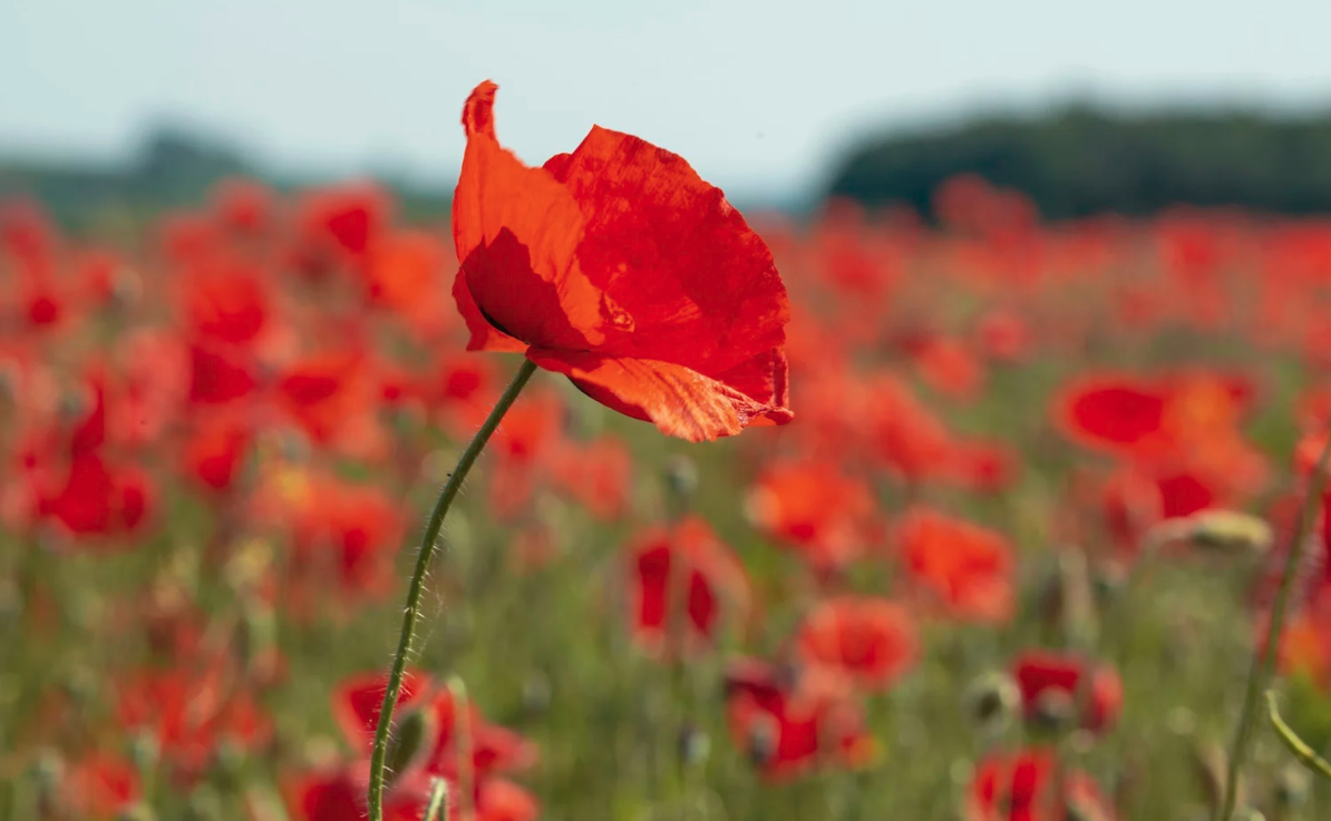 The Tall Poppy Problem: Why Australia Should Learn to Admire Achievement