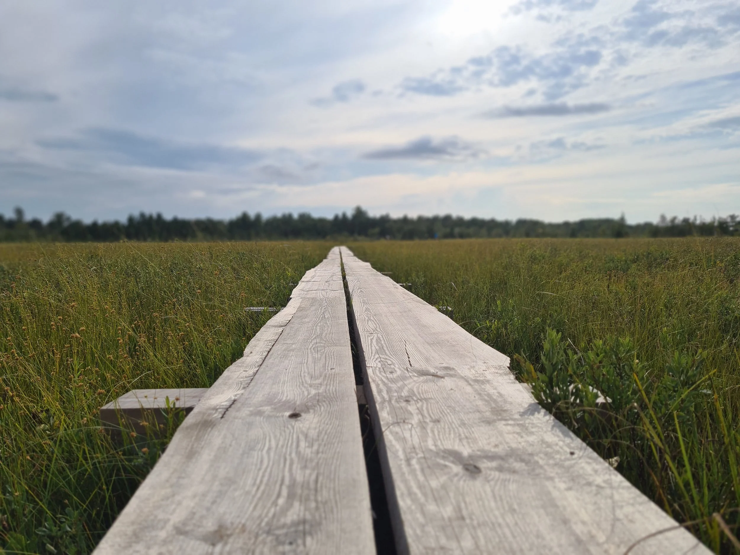 Bog path in Estonian nature
