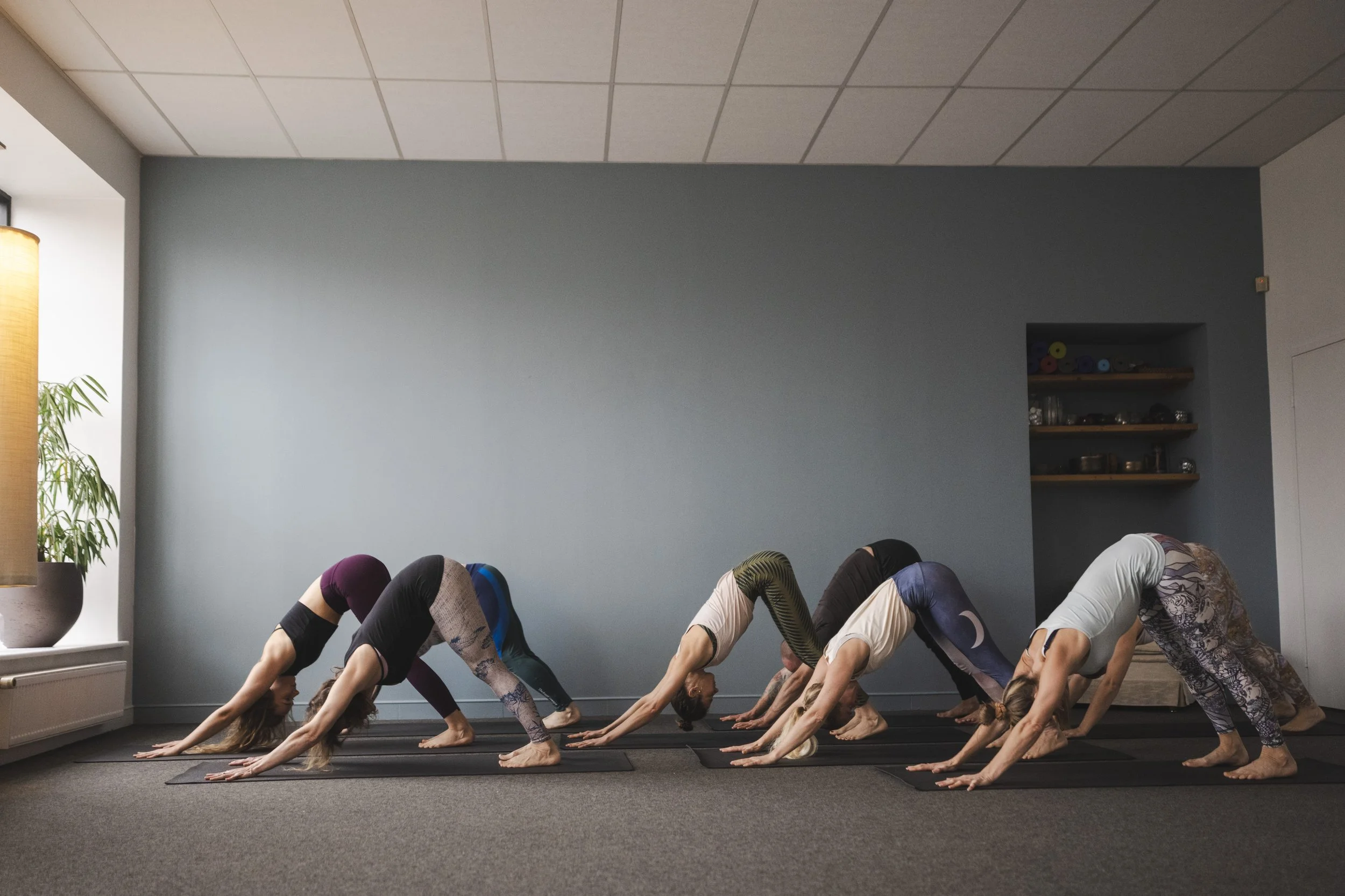 People participating in a yoga class, practicing downward dog pose on yoga mats in a studio with a plaingreen wall and shelves with decorations.