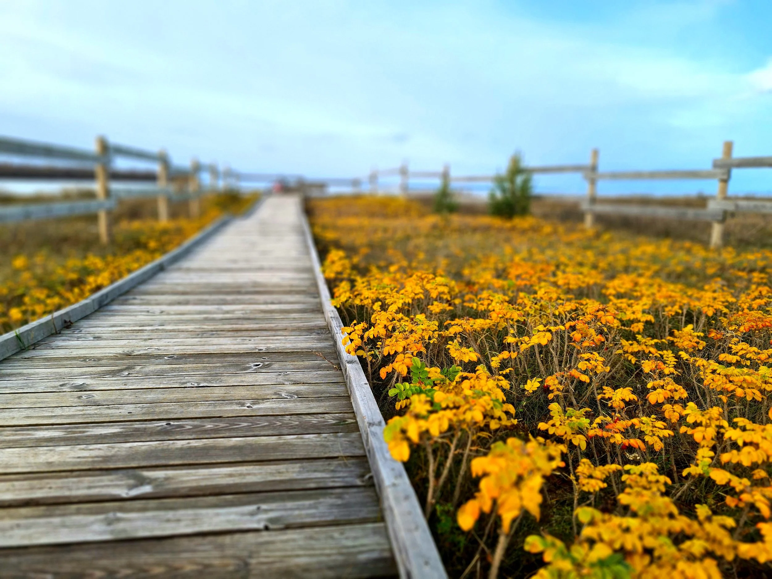 Holistic life coach  one-on-one