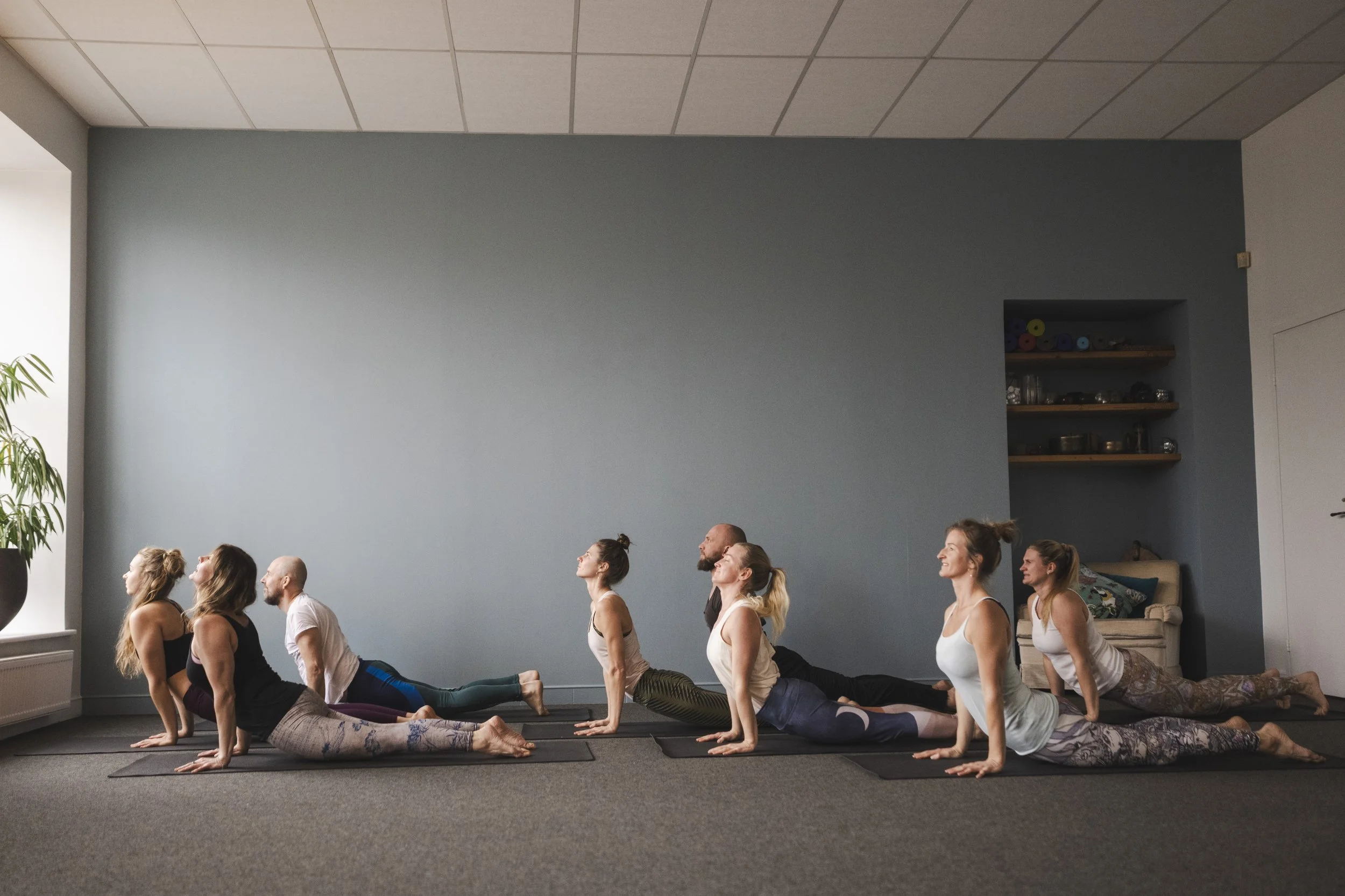 Group of seven people doing yoga in a room with a green wall, some have their heads raised, on yoga mats, with a window and shelves in the background.