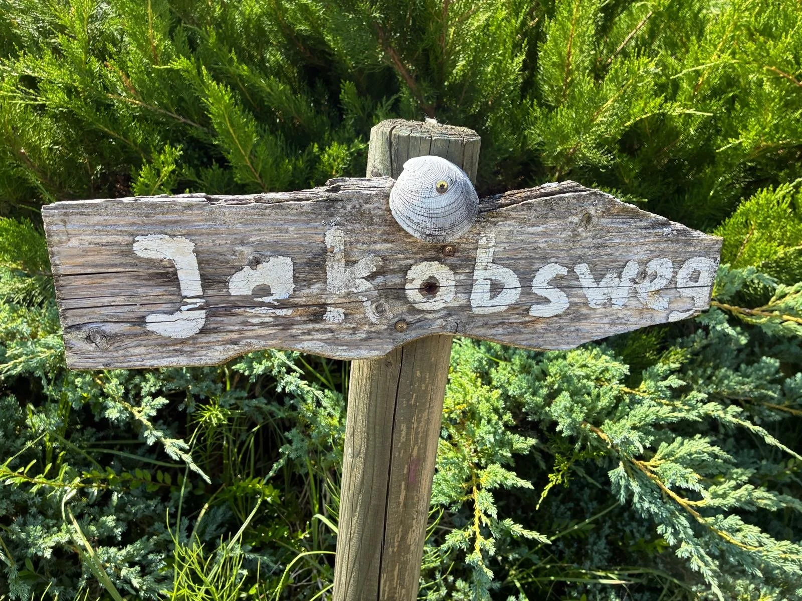 Ein Holzschild mit weißen, verwitterten Buchstaben, das auf einem Holzpfosten angebracht ist, umgeben von grünen Pflanzen.