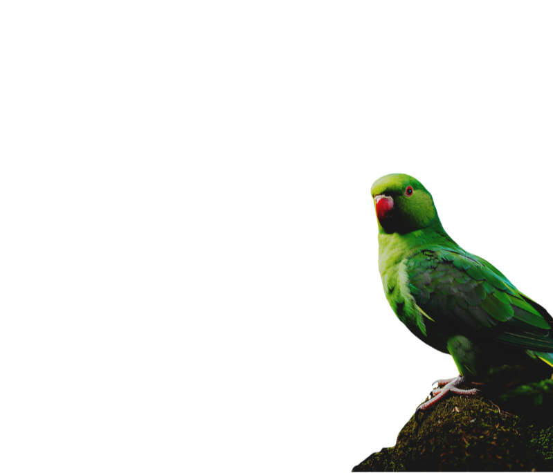 A green parrot with a red beak perched on a rock, facing slightly to the right, with a black background.