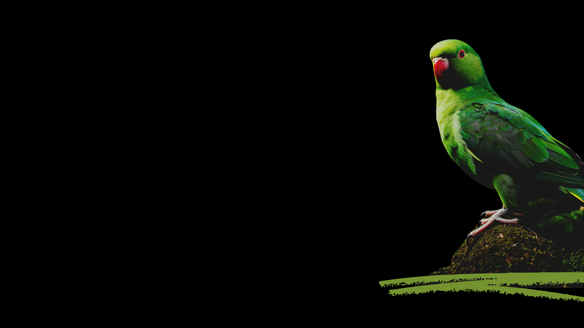 A vibrant green parrot with black markings and a red beak, perched on a mossy log against a black background.