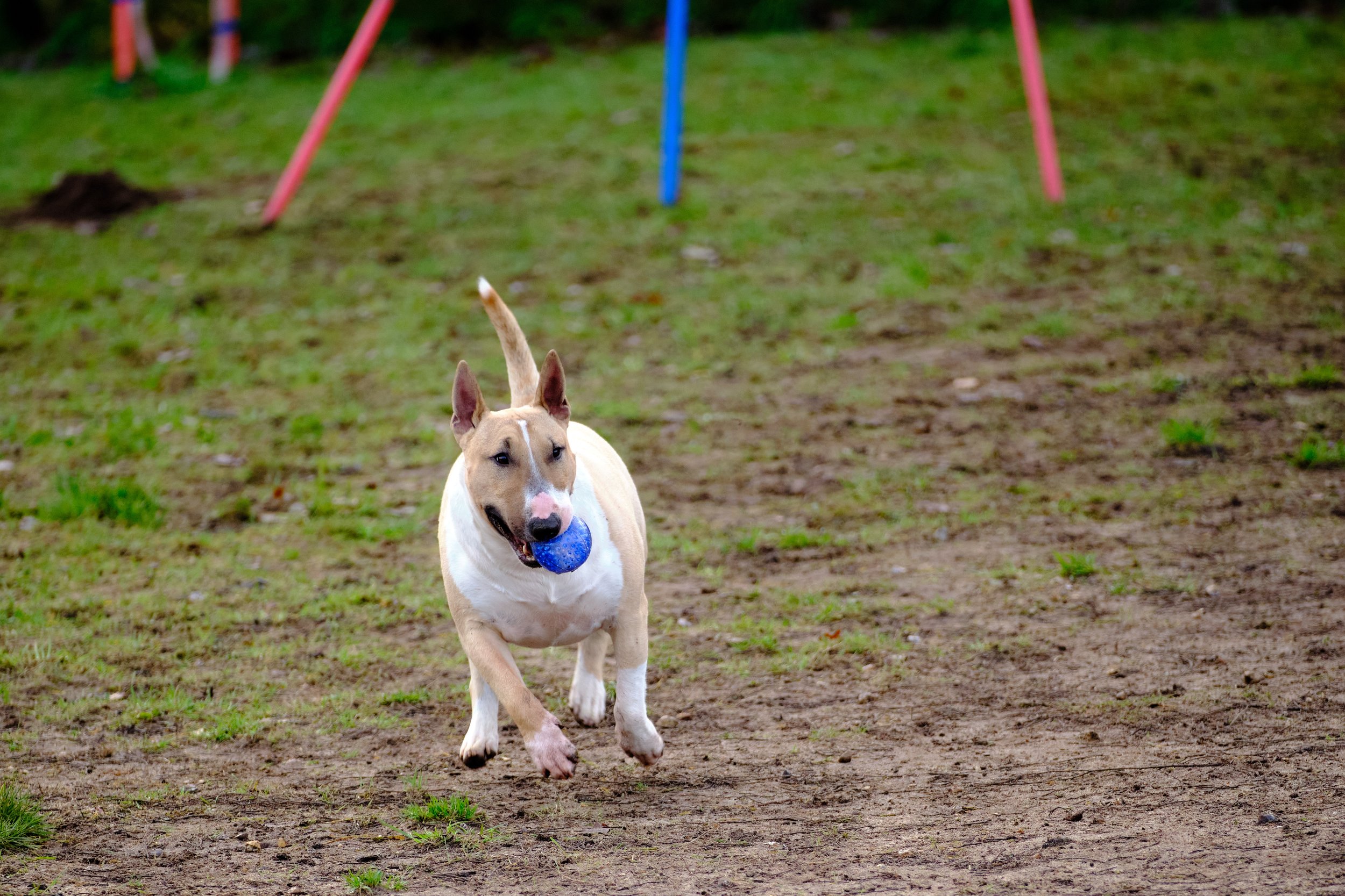 Why English Bull Terriers Make The Best Walking Companions
