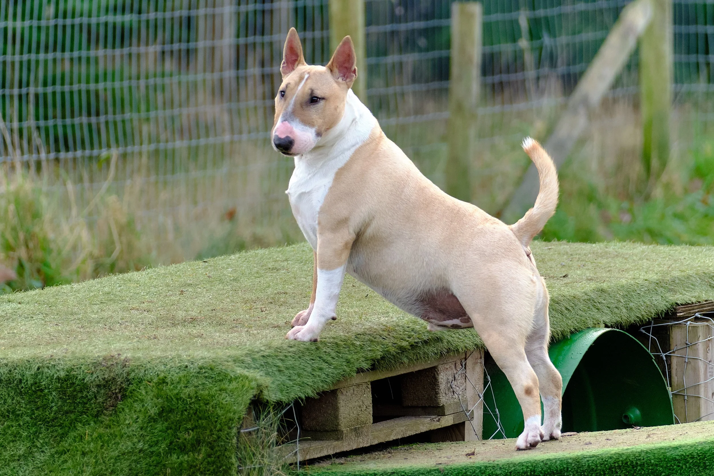 English Bull Terrier side profile standing on a crate