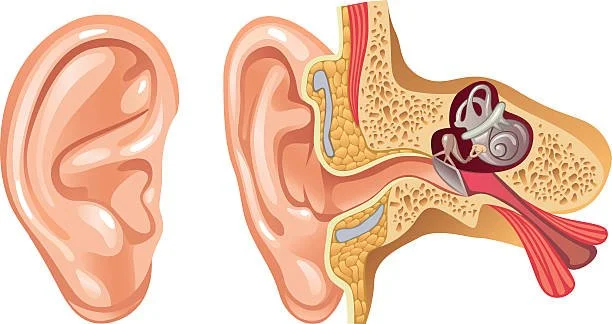 A detailed diagram showing the outer ear and the internal structure of the ear, including the ear canal, eardrum, cochlea, and auditory nerve.