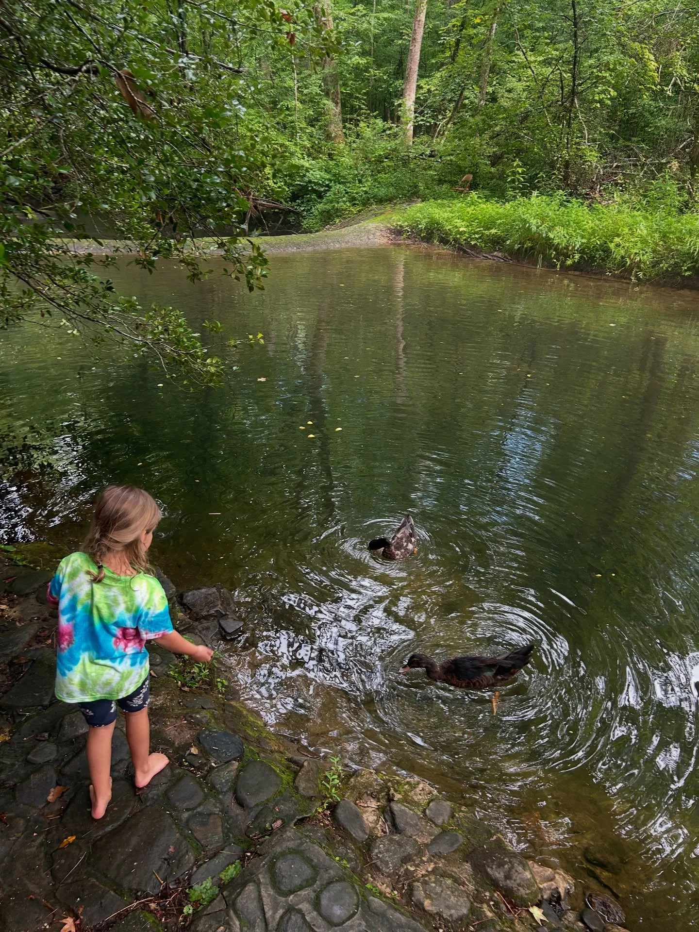 Meet Motley and Cr&uuml;e!  This adorable pair of ducks and has been frequenting our river this summer with multiple daily appearances at the RiverDaze landing. They live to scope out some grub treats and eat the grass growing under the birdfeeder.  