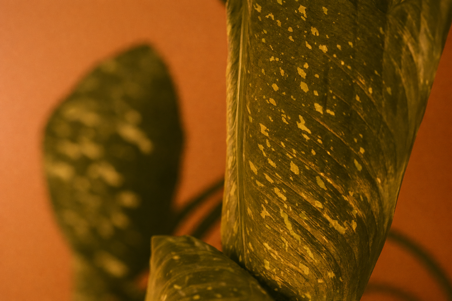 Close-up of a large green leaf with yellowish spots, and another blurred leaf in the background.