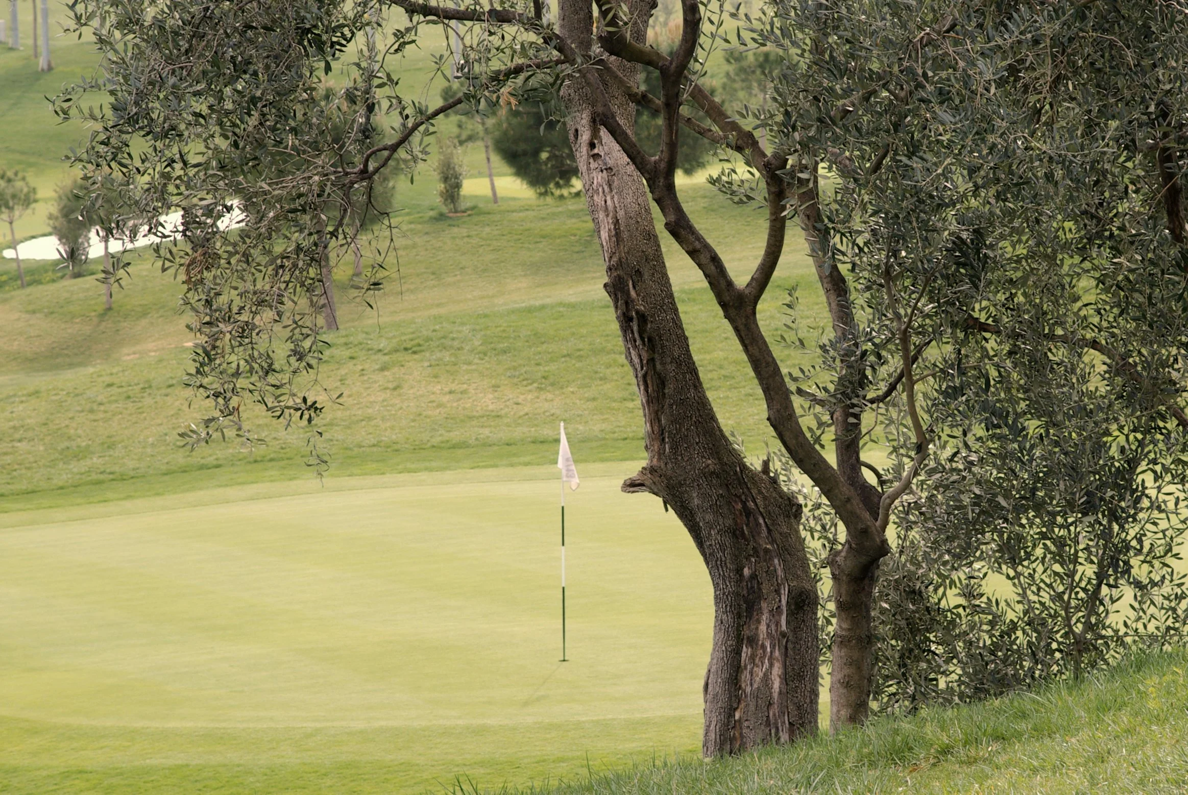 Golf course fairway surrounded by pine trees near Bodrum