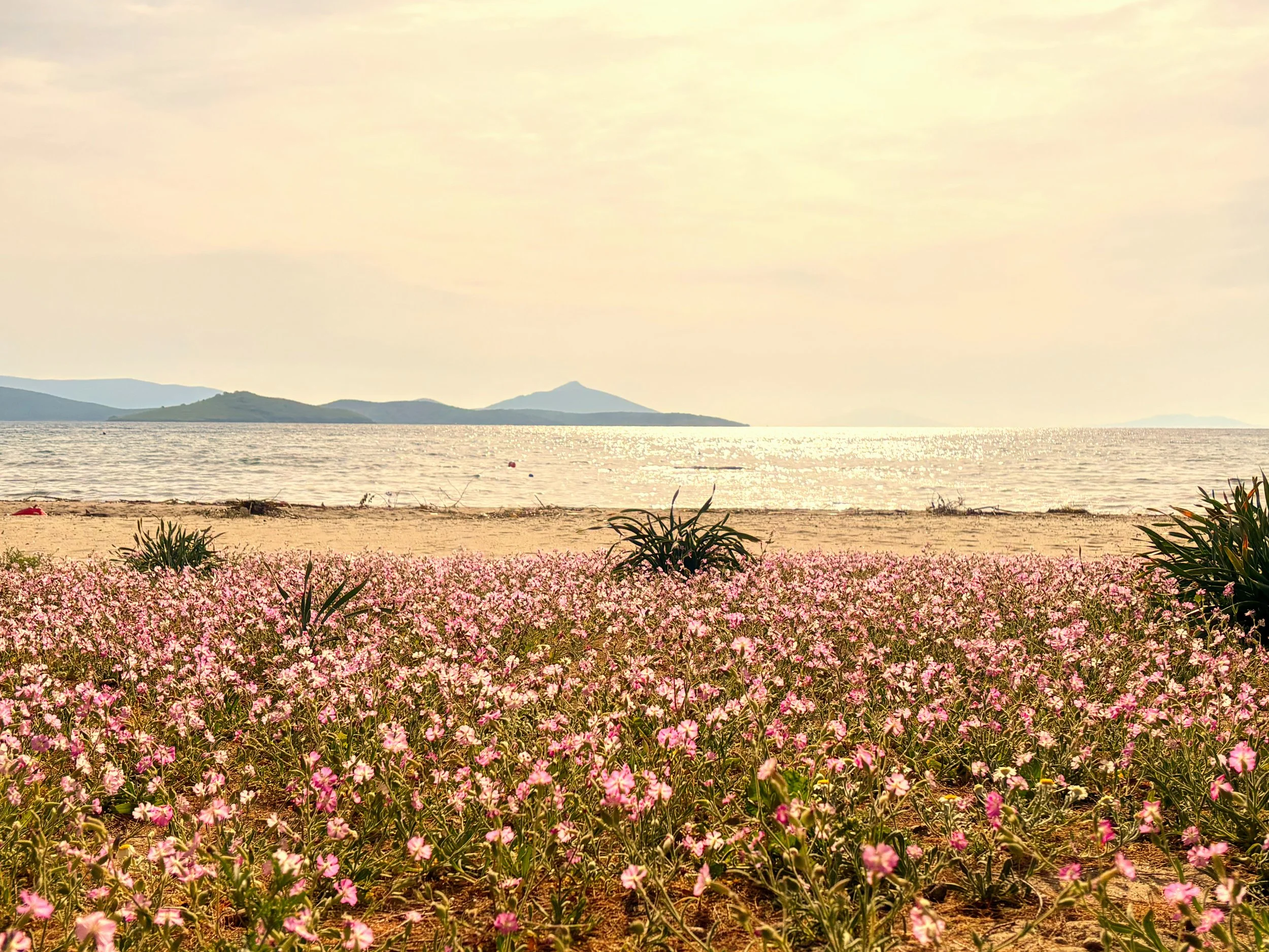 Protected plants in flower on Camel Beach in Bodrum