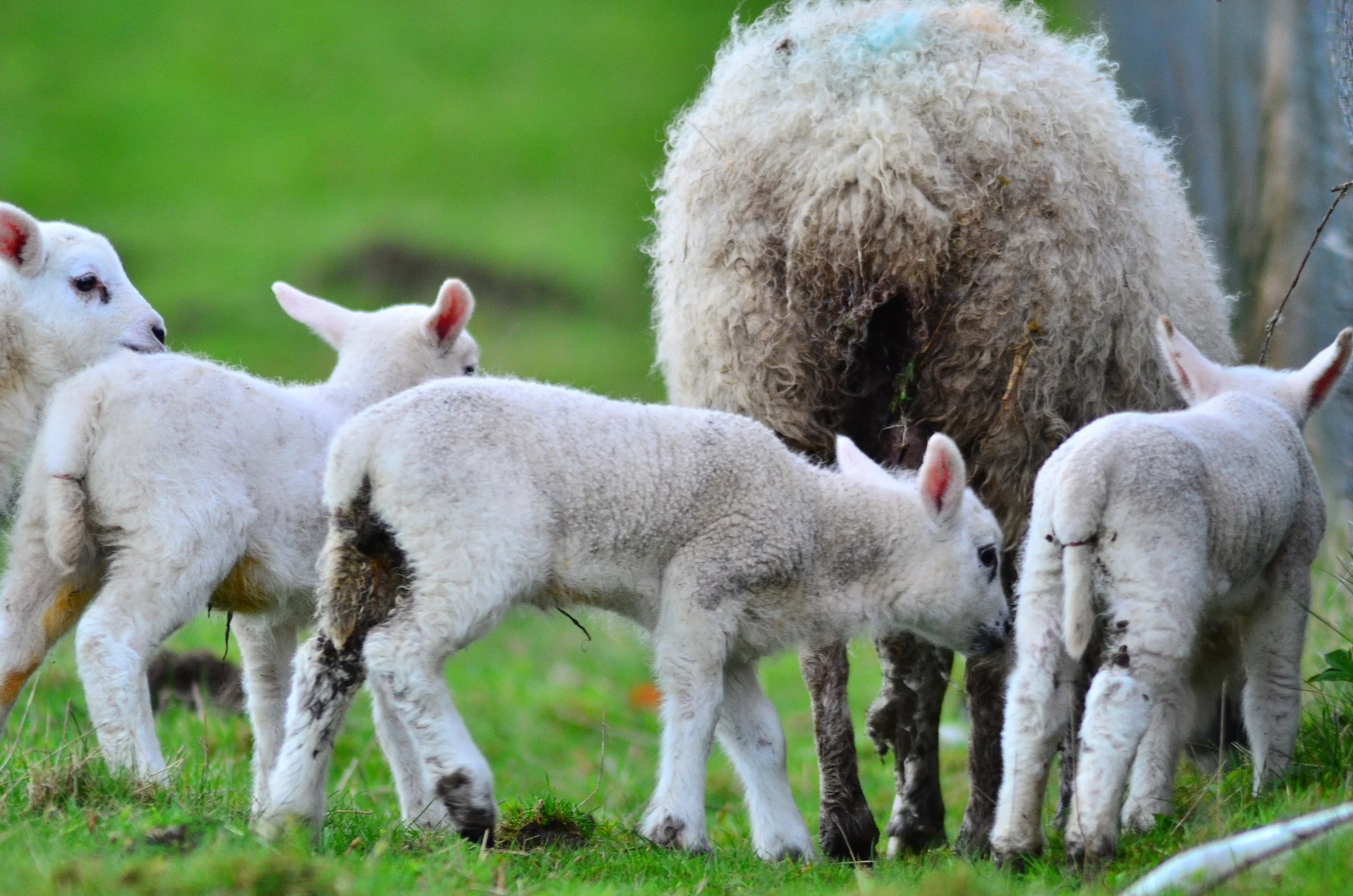 Who doesn't love a lamb. Rebirth is amazing.