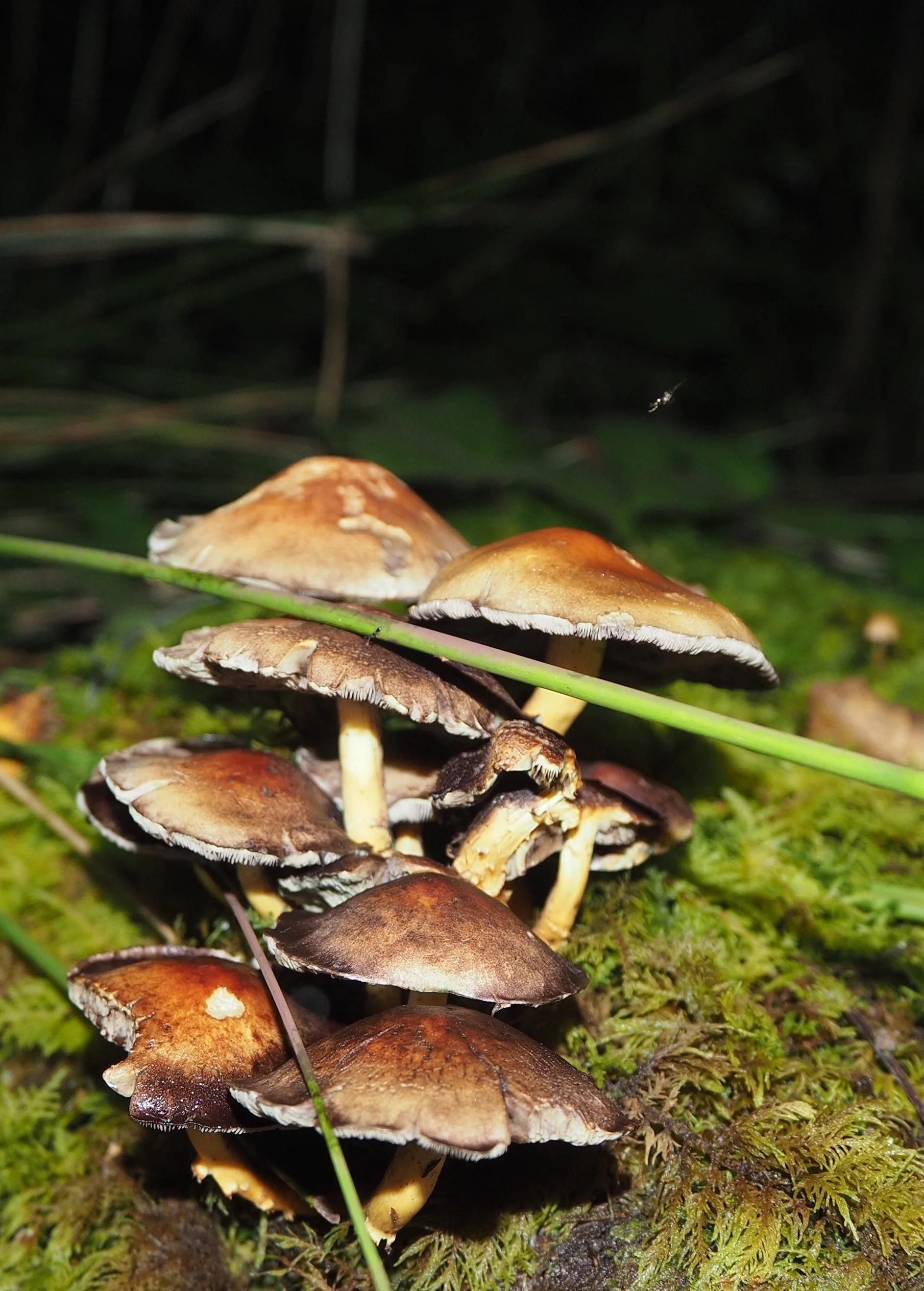 I call them "little villages of mushrooms".