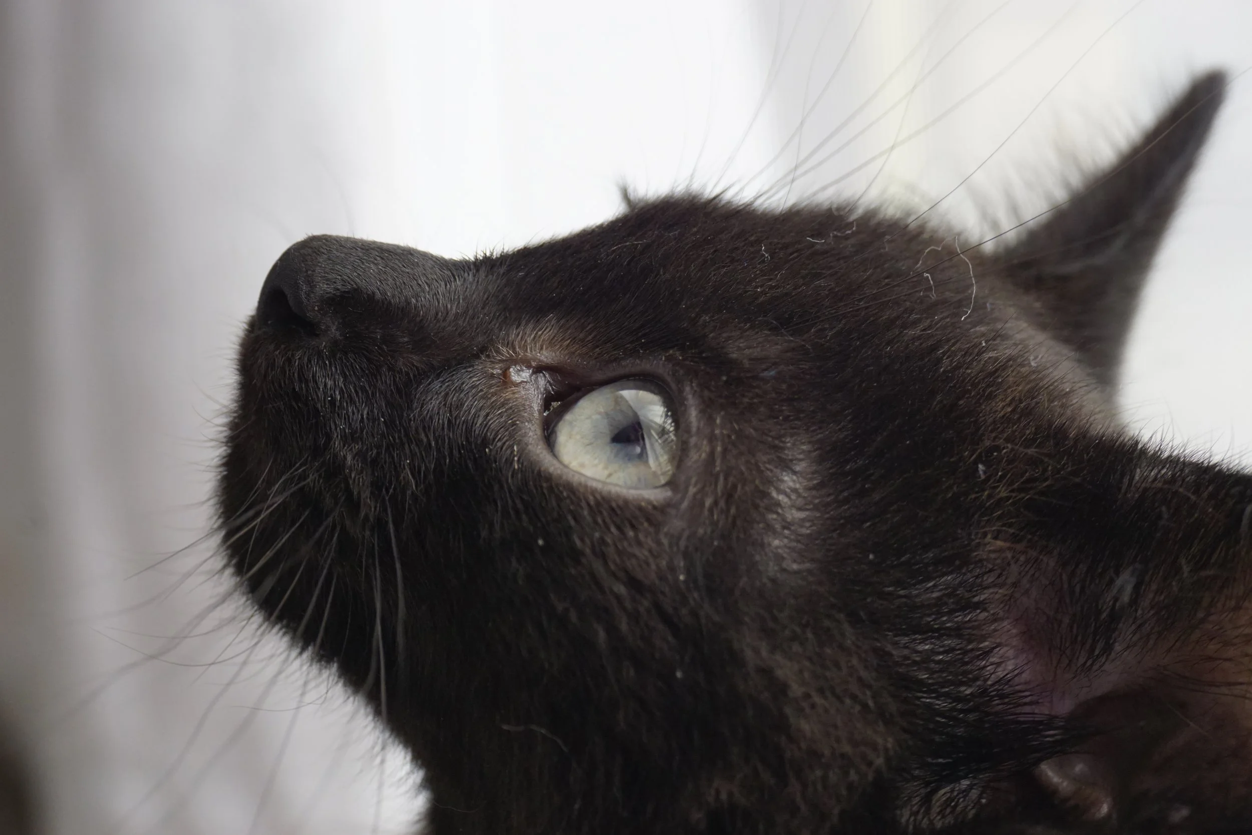 Cats marble eyes are a fascination, always trying to capture it perfectly.