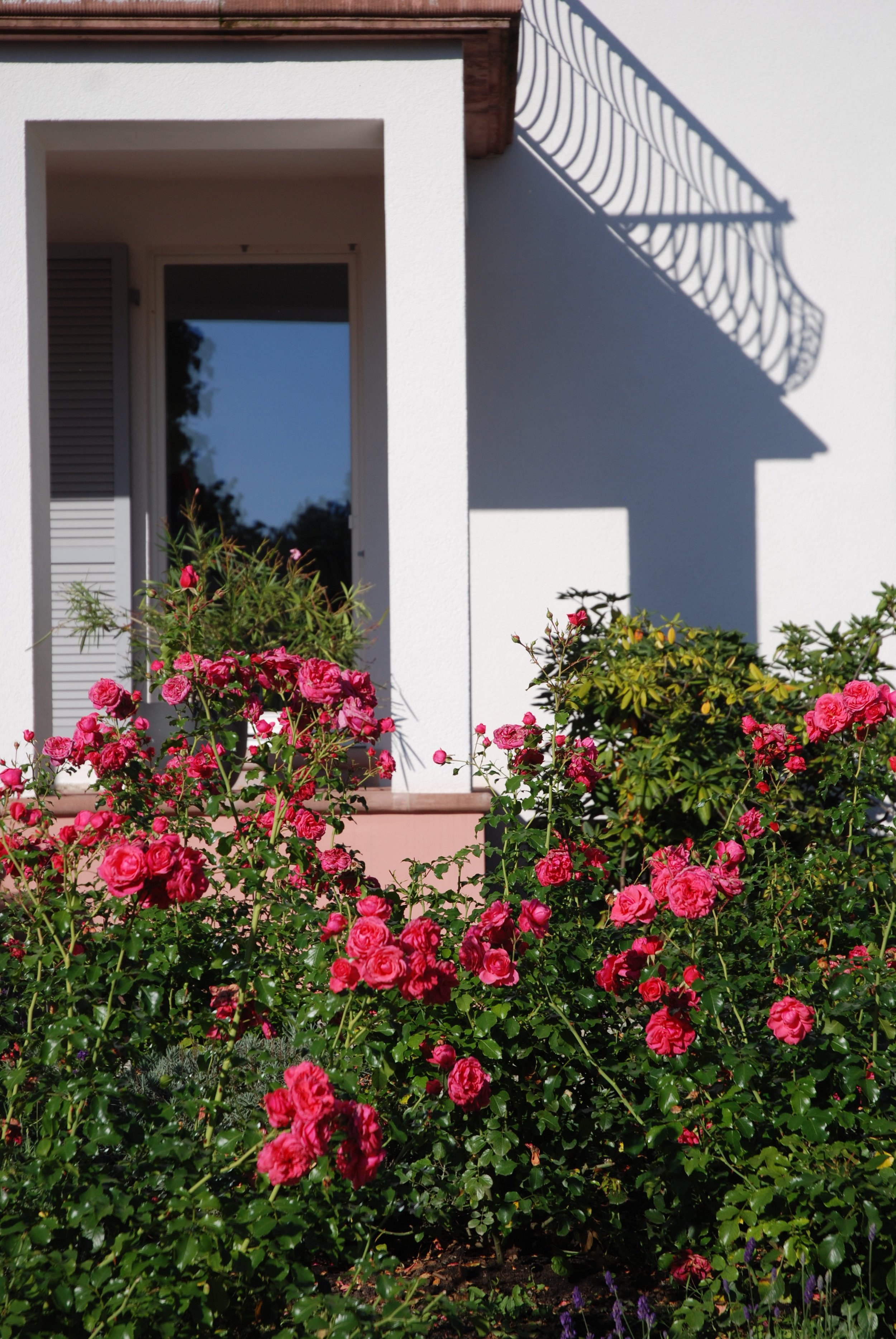Blick auf eine weiße Hausfassade mit Fenster, umgeben von pinkfarbenen Rosen und kleinem grünen Busch. Schatten eines Schirmes auf der Wand.