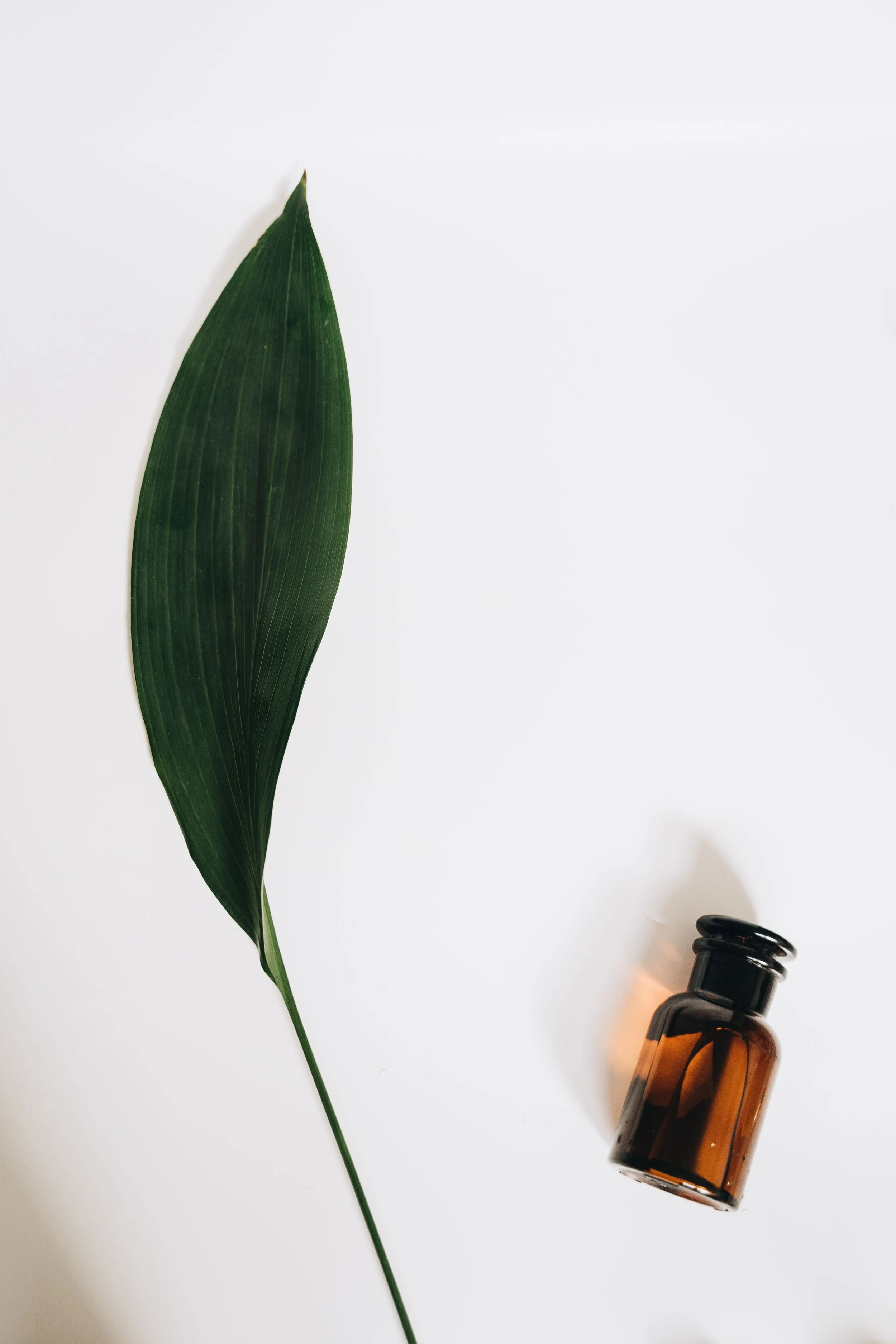 a small vintage vial used for tinctures or medicines centuries ago, and a gree leaf, on a while background