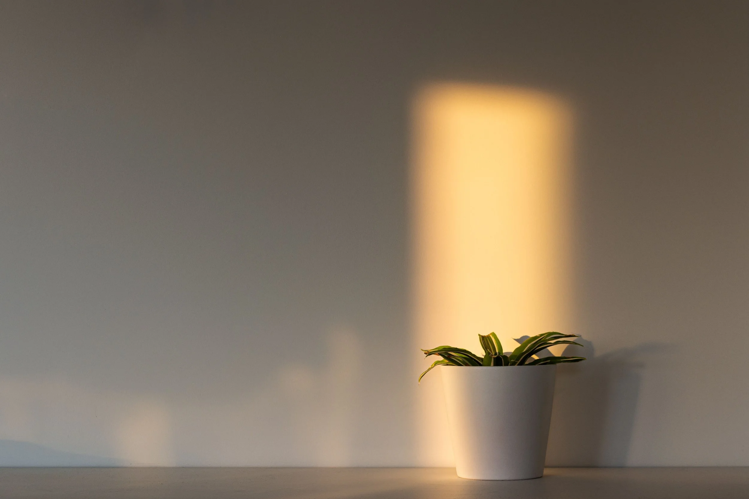 This image is of a warm glowing light on a minimalist white background, plant in white pot.  the article is a sample in my writing portfolio, it is a small excerpt from a researched project on the evidence of red light therapy and photobiomodulation