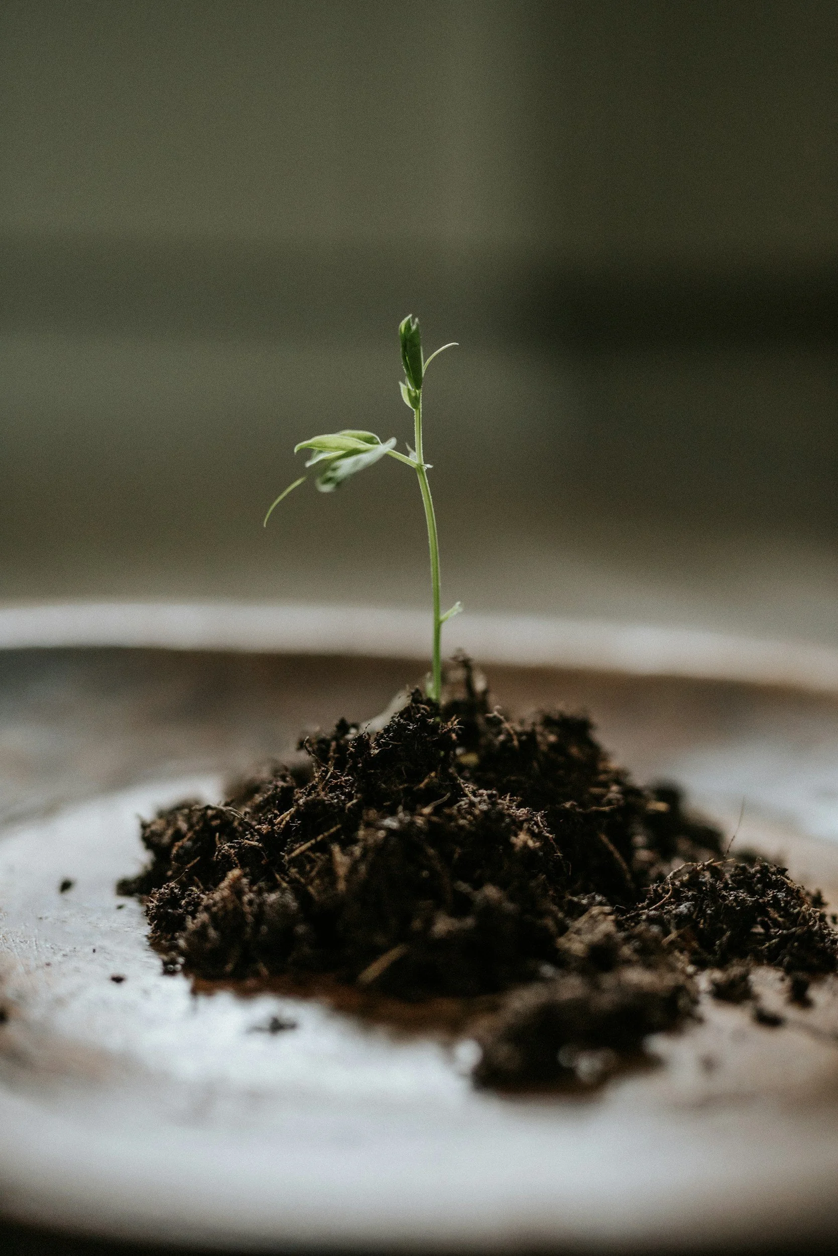 A small green sprout emerging from dark soil on a white plate.