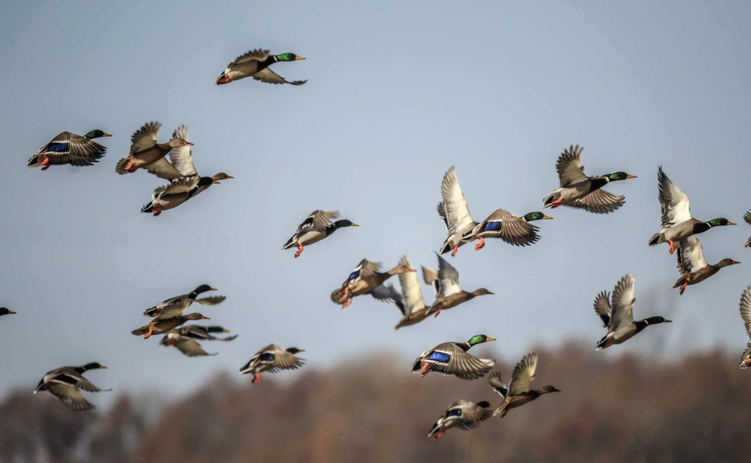 REForest: A Pilot to Restore 10,000 Acres in Arkansas