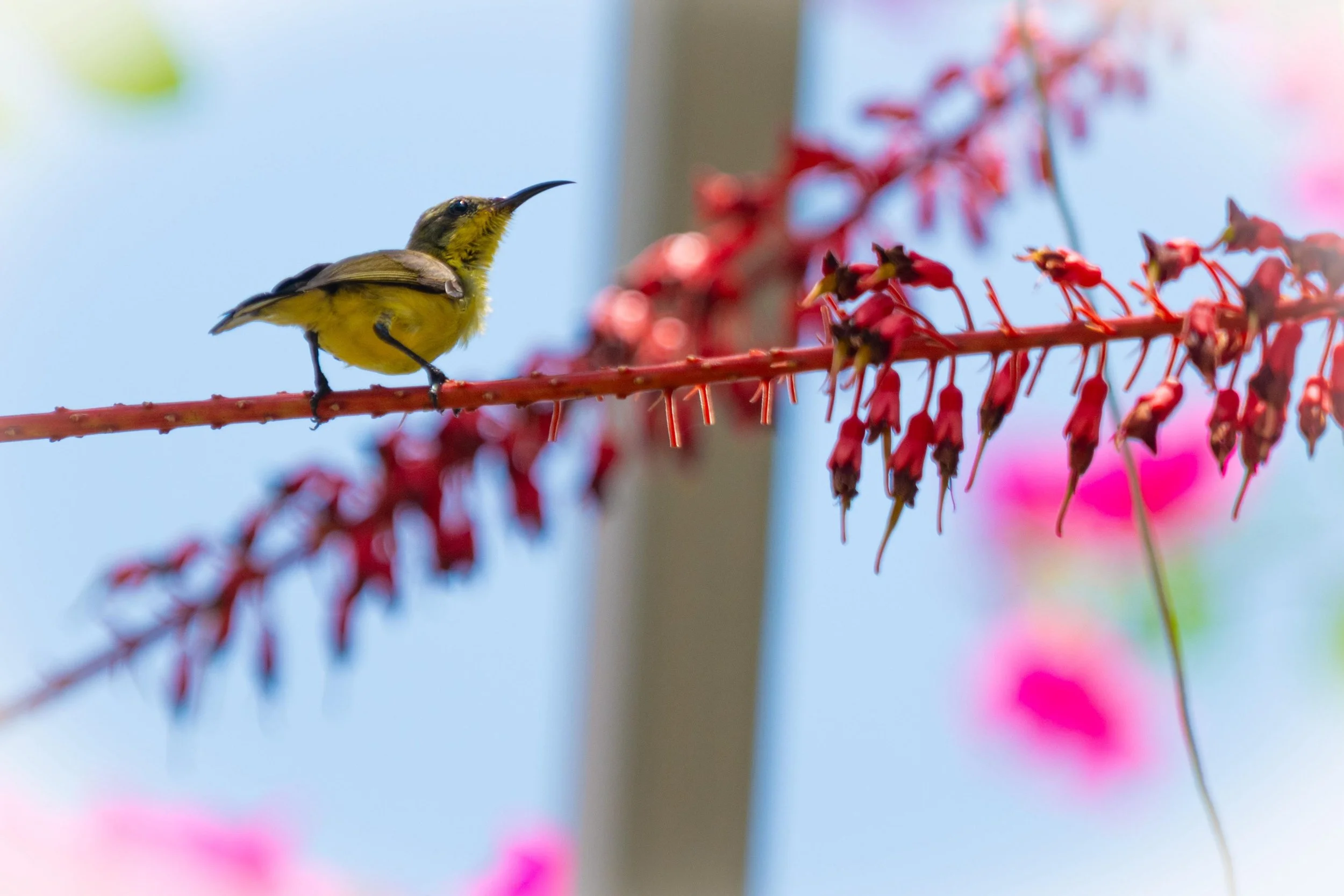 Nature at Tanya Samui