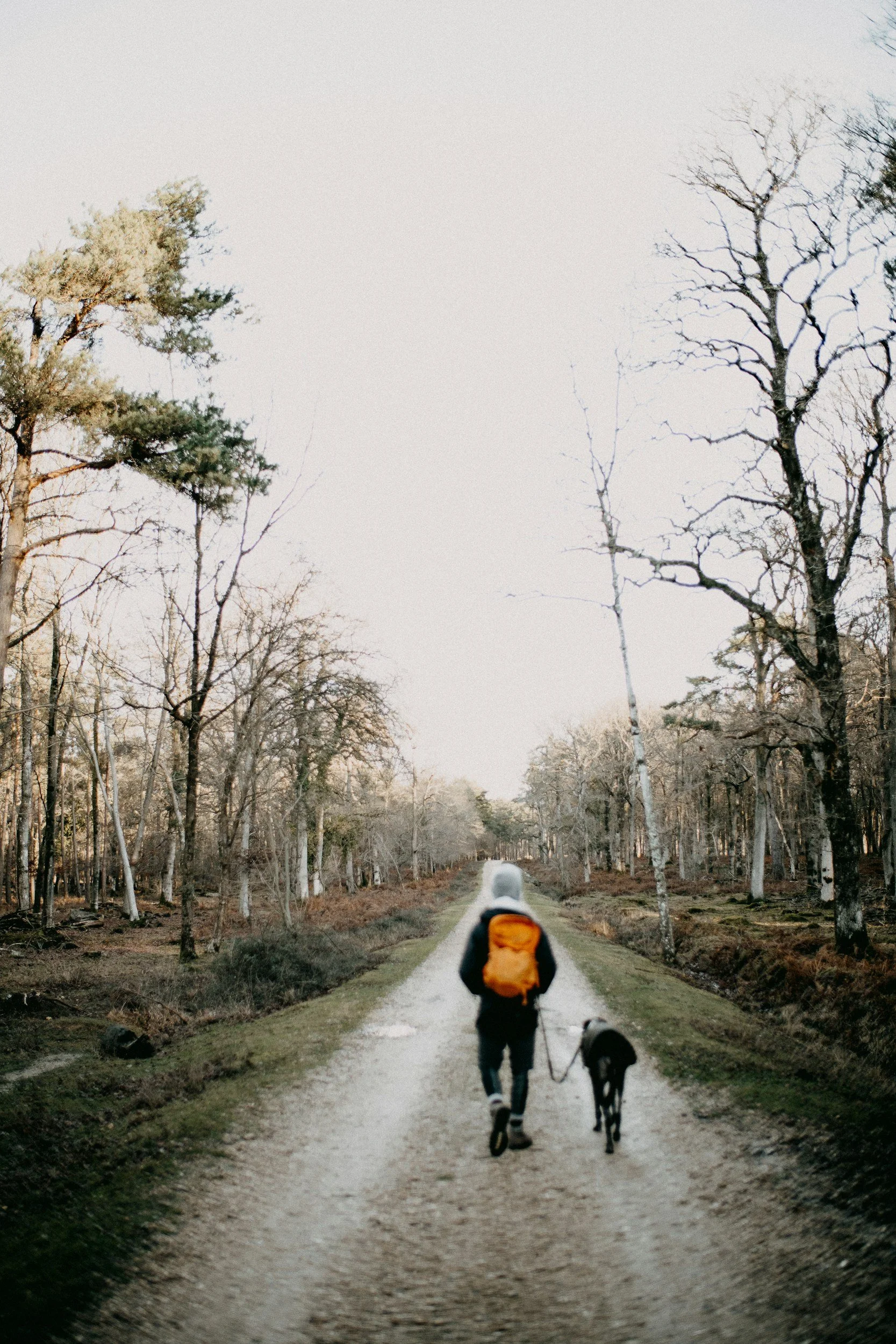A person walking on a dirt path in a forest with a dog. The person is wearing a gray hoodie, black pants, and is carrying an orange backpack. The dog appears to be a Dalmatian. The trees lining the path are mostly leafless, and the sky is overcast.