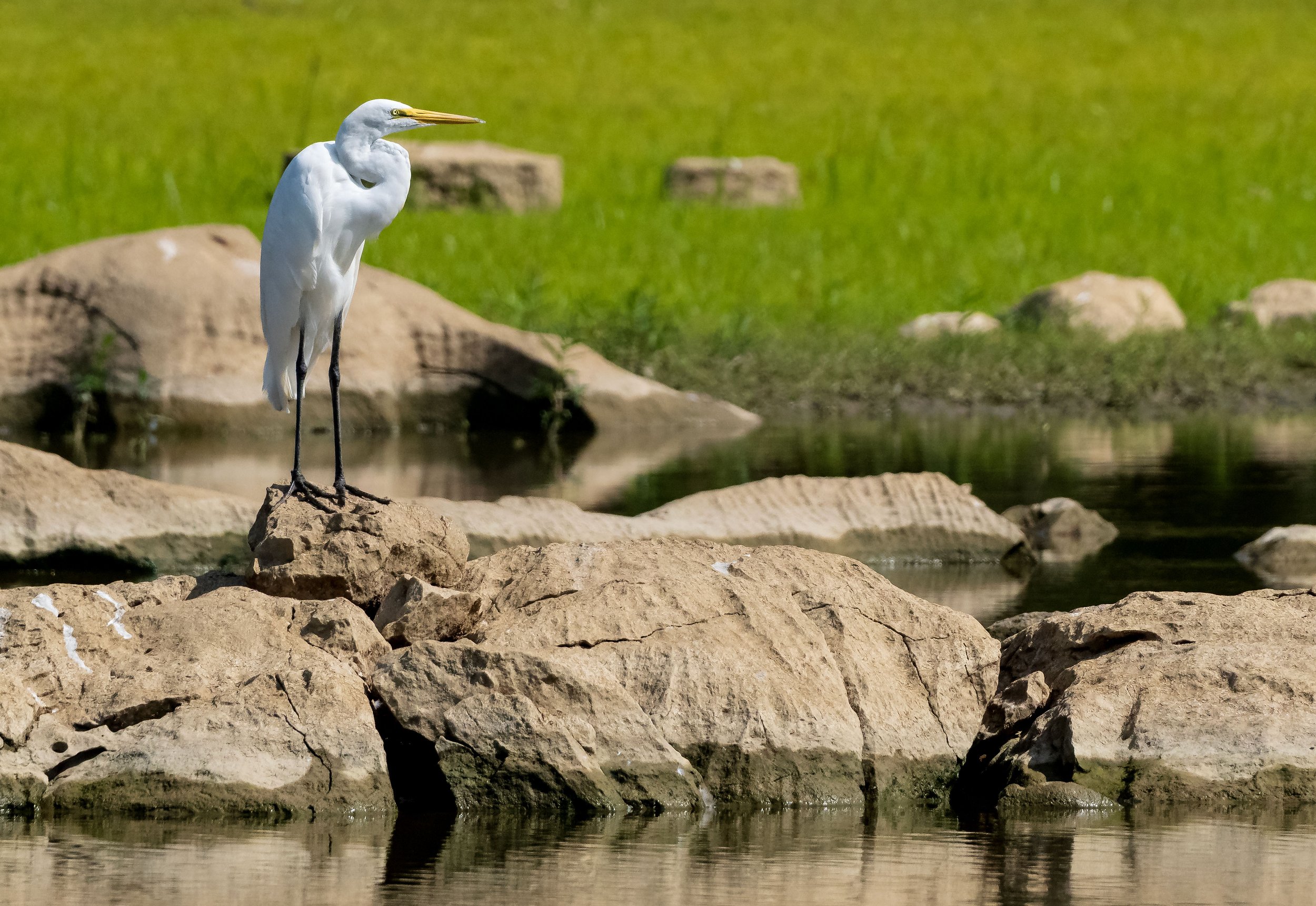 A white heron standing on rocks near a body of water with a green grassy background.