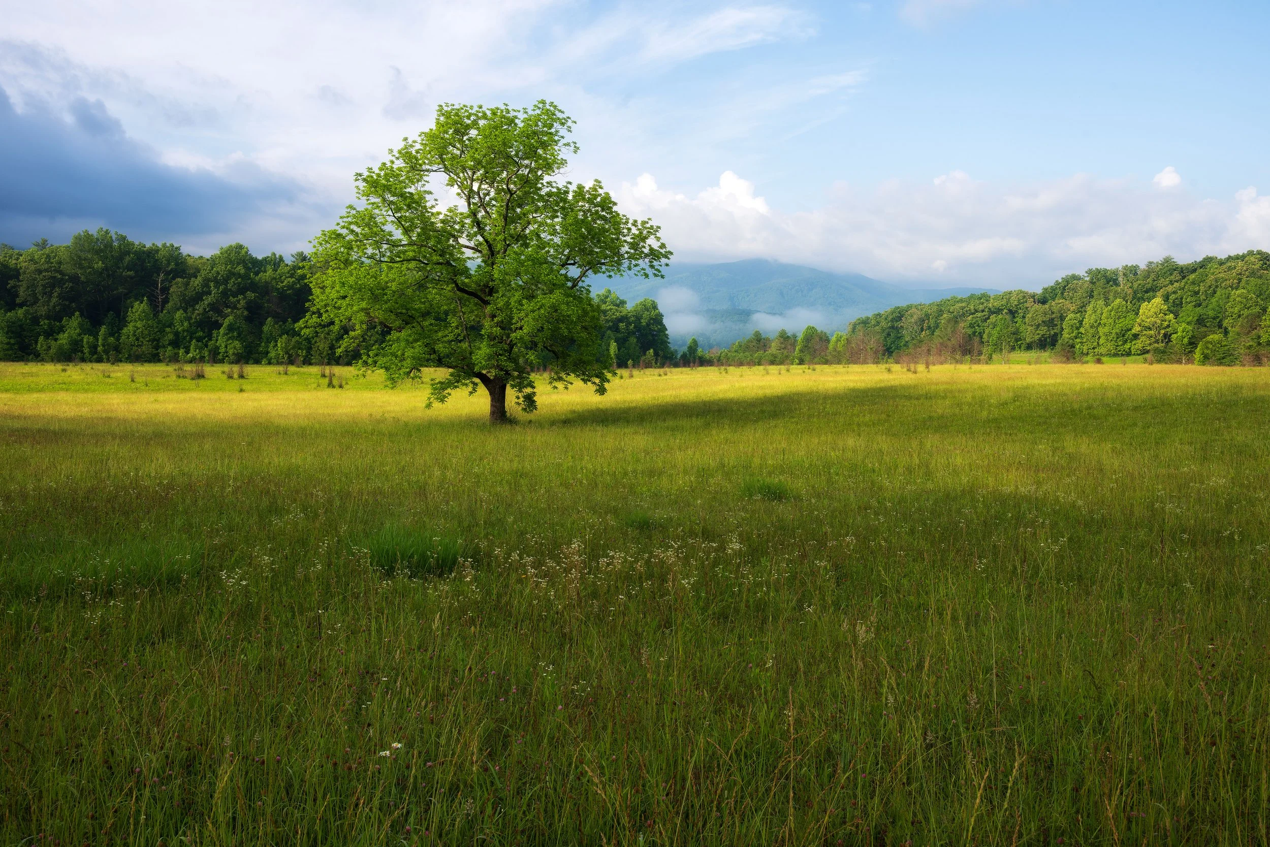 A single large green tree stands in the middle of a vast grassy field with a range of forested hills and mountains in the background under a partly cloudy sky.