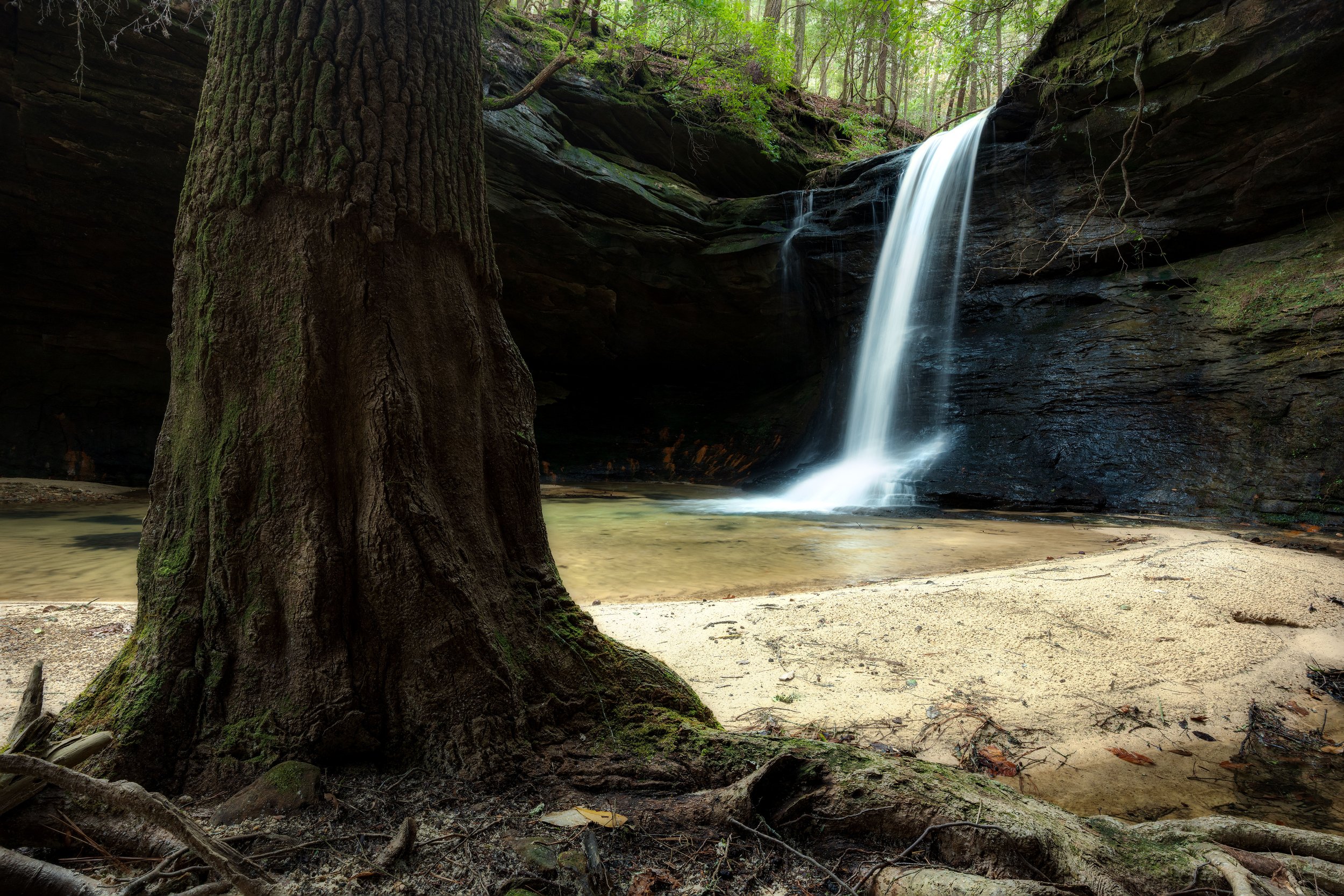 A large tree trunk with moss growing on its base in the foreground, a waterfall flowing down a rock cliff into a shallow pool, surrounded by a sandy area and lush green forest.