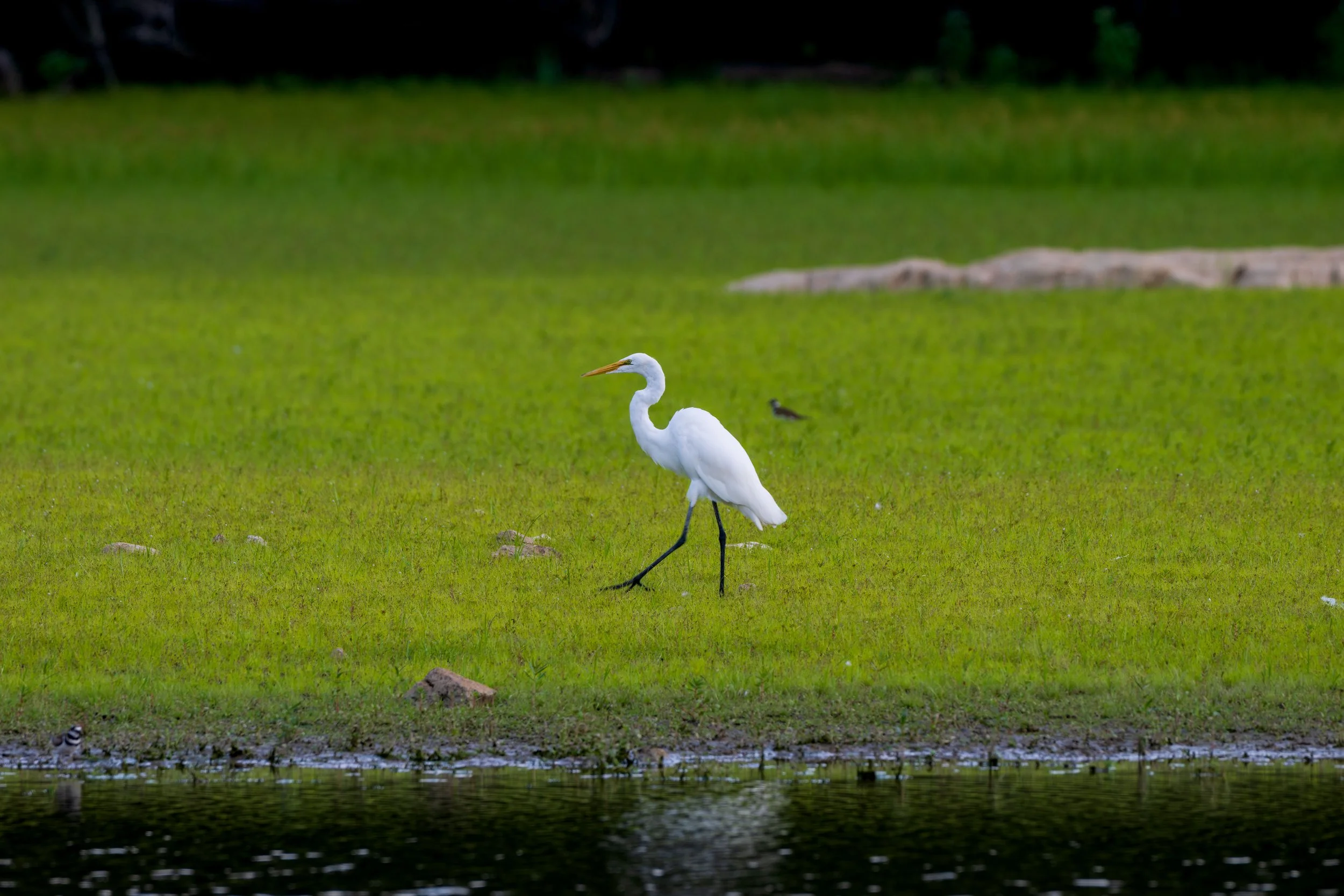 A white egret walking along the grassy bank of a body of water.
