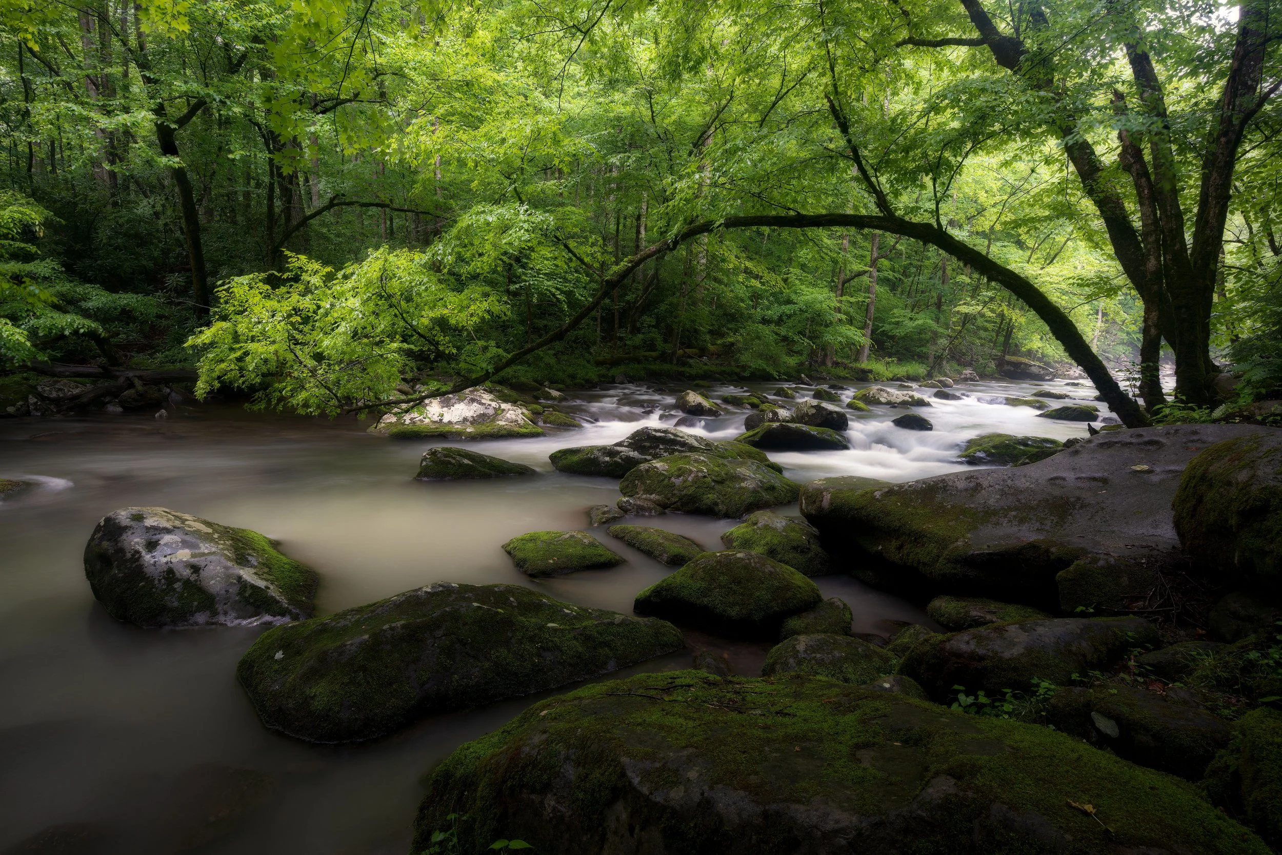 A lush green forest with a flowing river and moss-covered rocks.