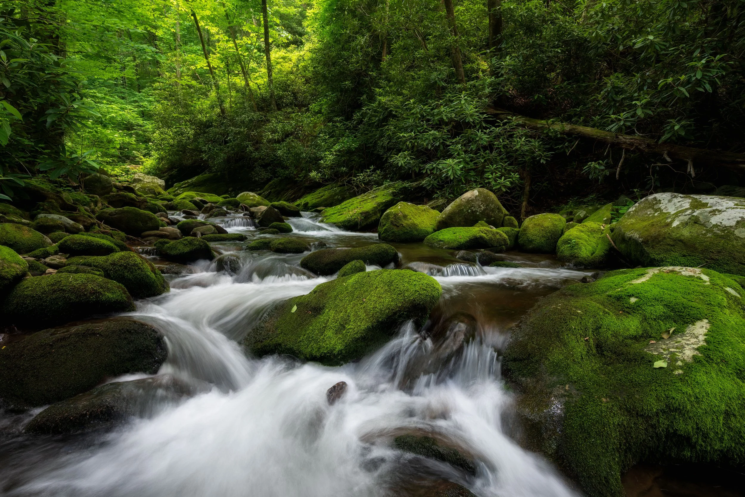 A lush green forest stream with moss-covered rocks and flowing water.