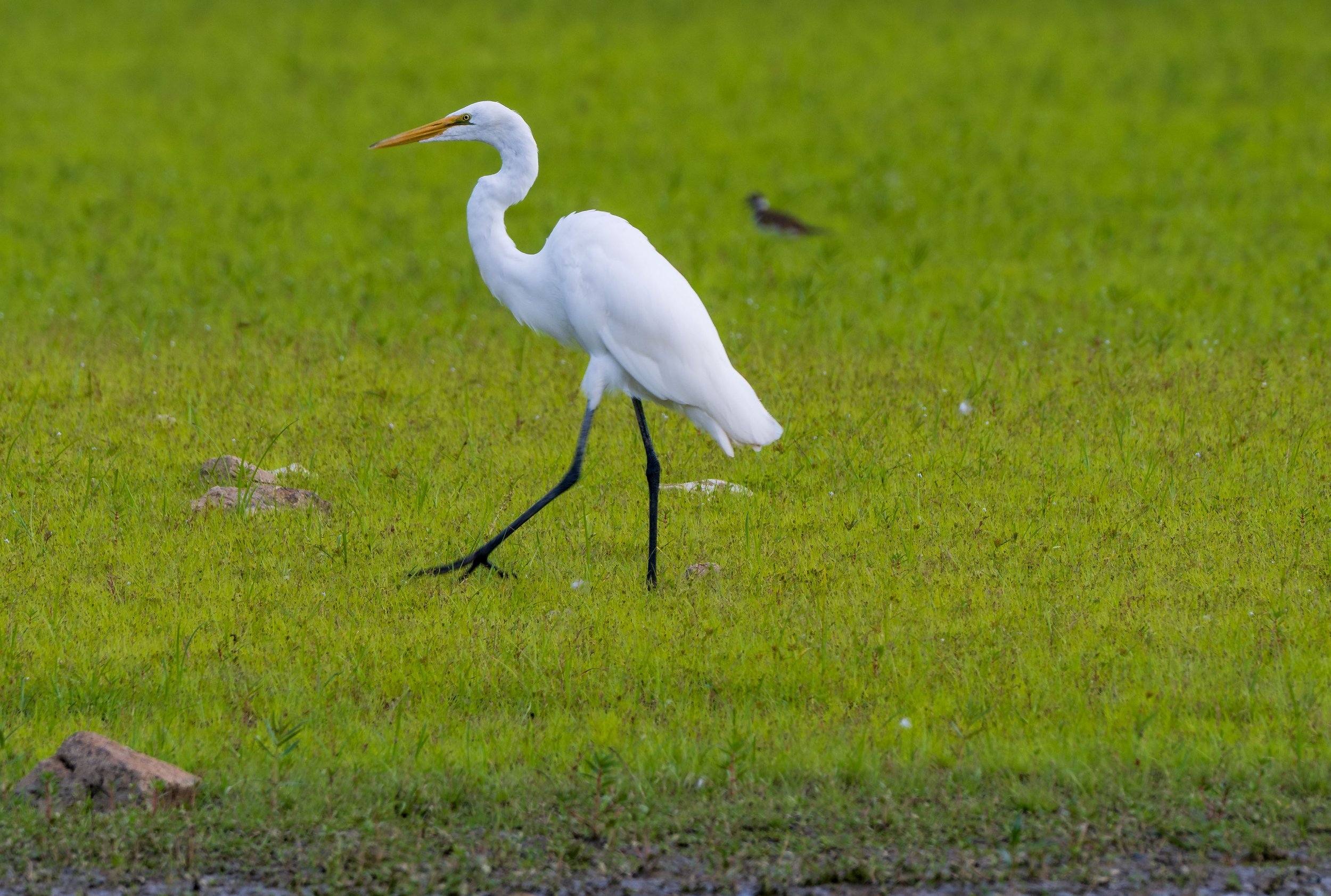 A white heron walking in a grassy field with a small bird in the background.
