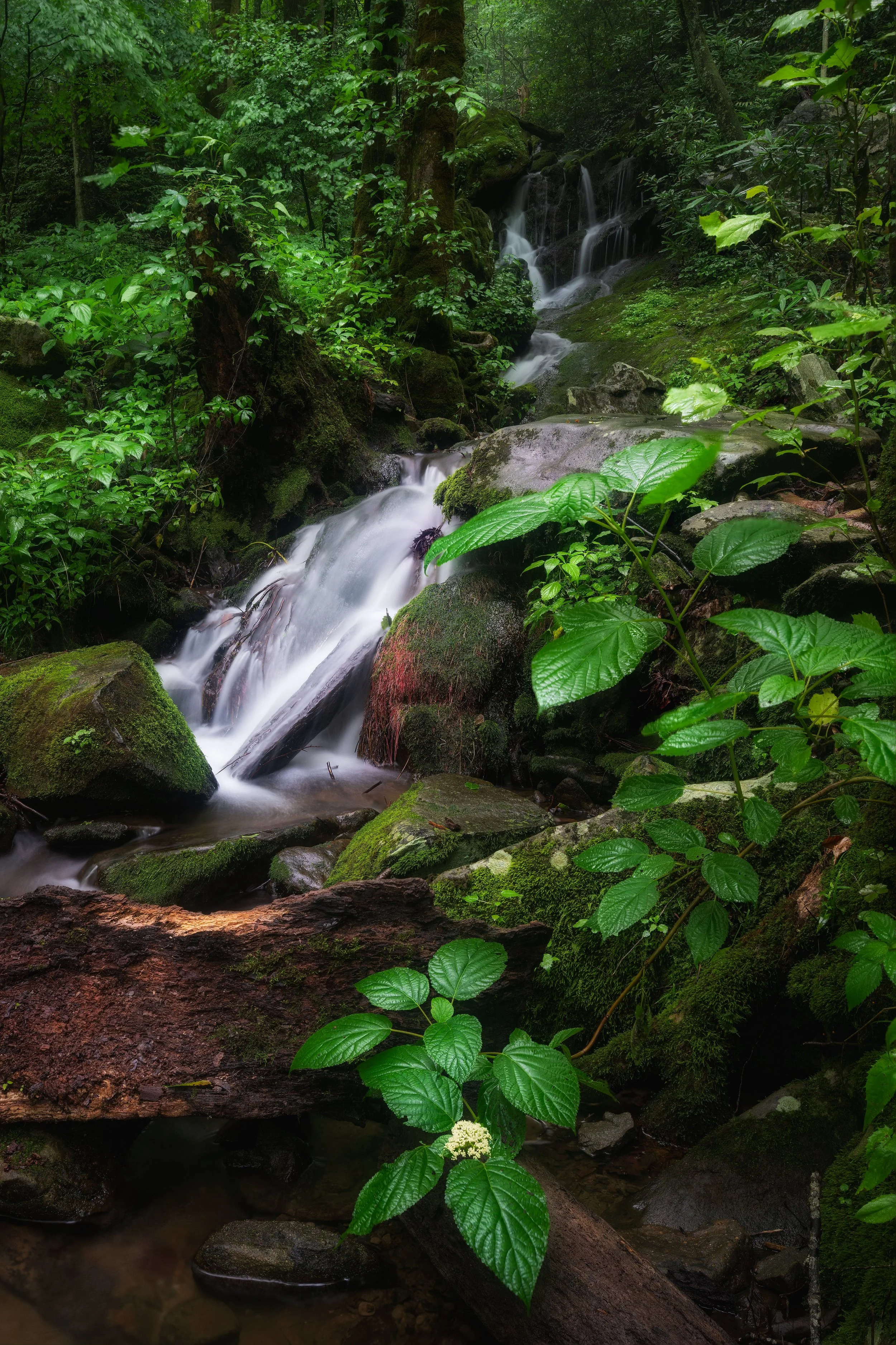 A small waterfall flowing through a dense, green forest with moss-covered rocks and lush plant life.