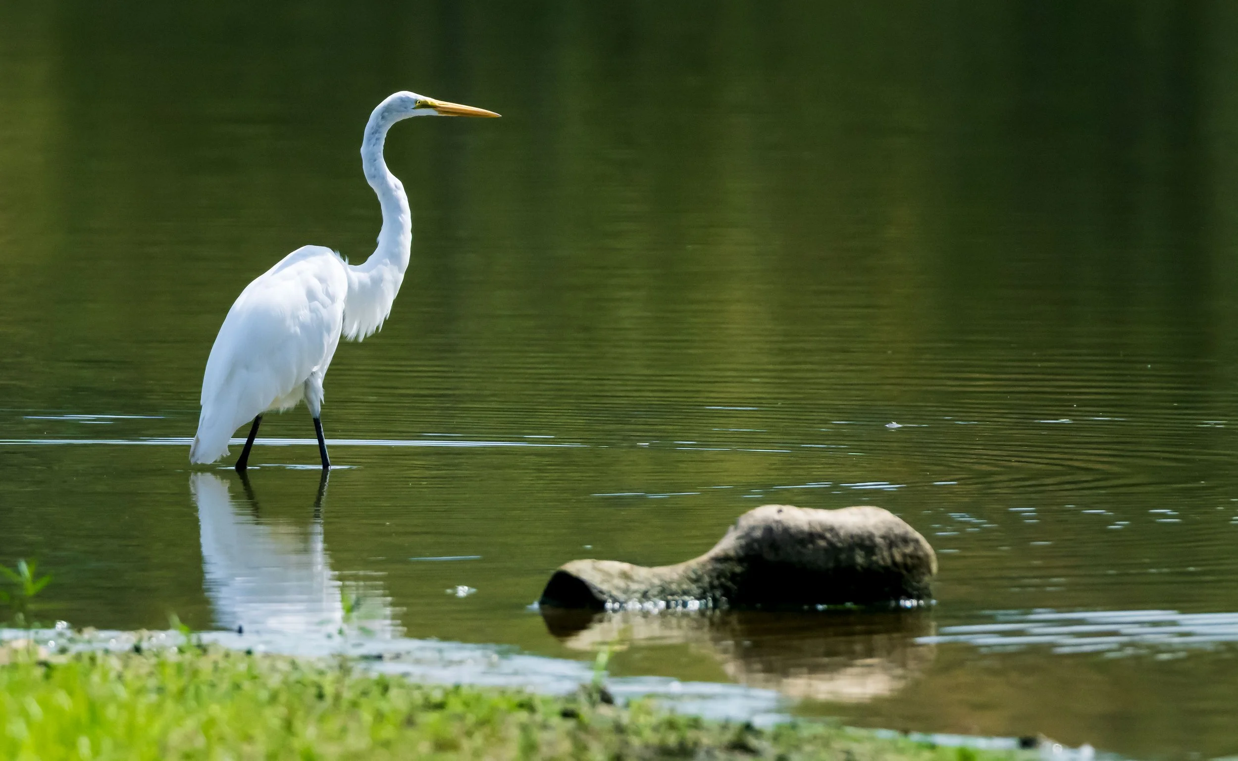 A white heron standing in shallow water near a rock with a blurred green background.