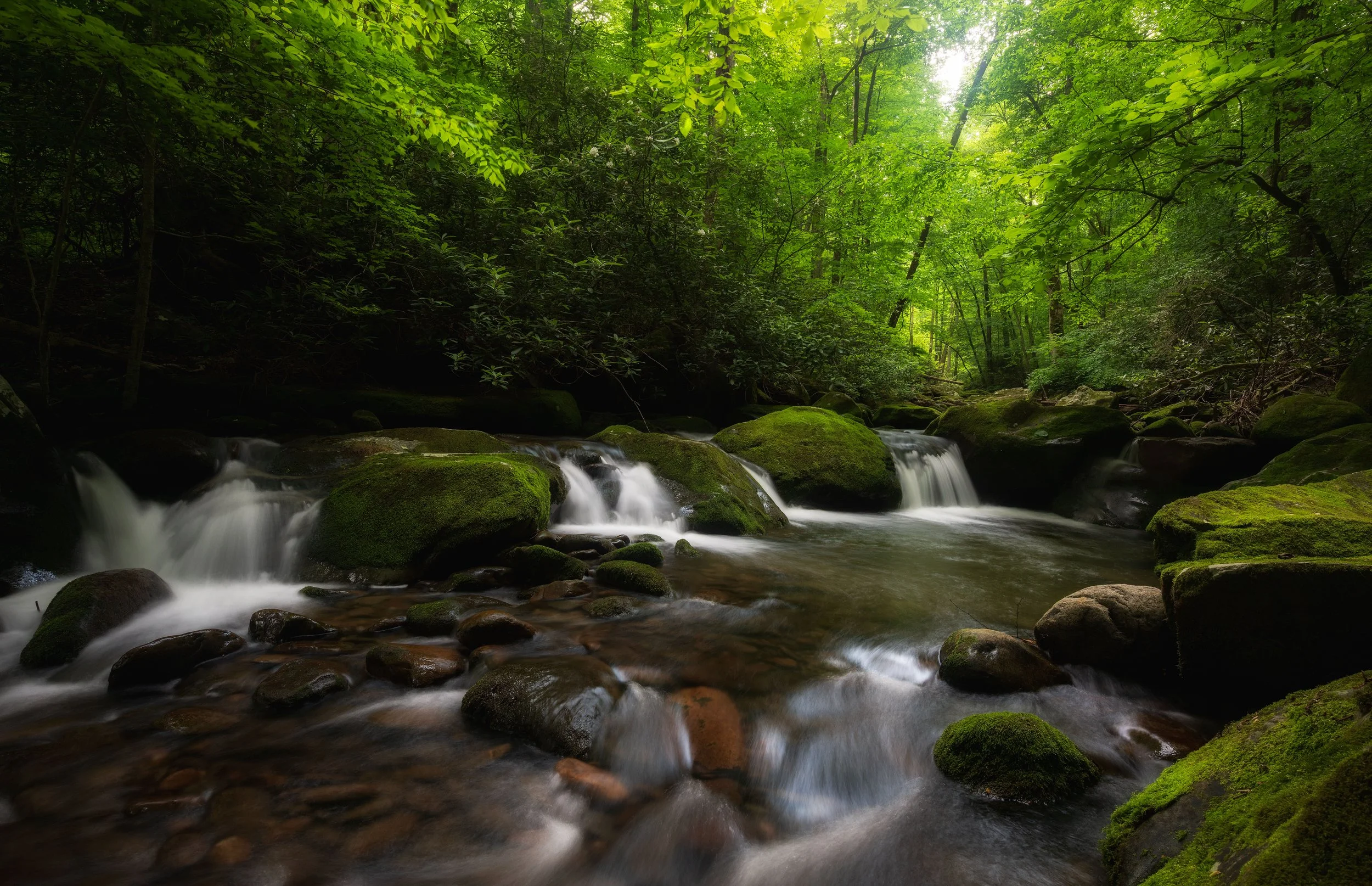 A peaceful forest stream with moss-covered rocks flowing gently through a lush green wooded area with dense foliage.