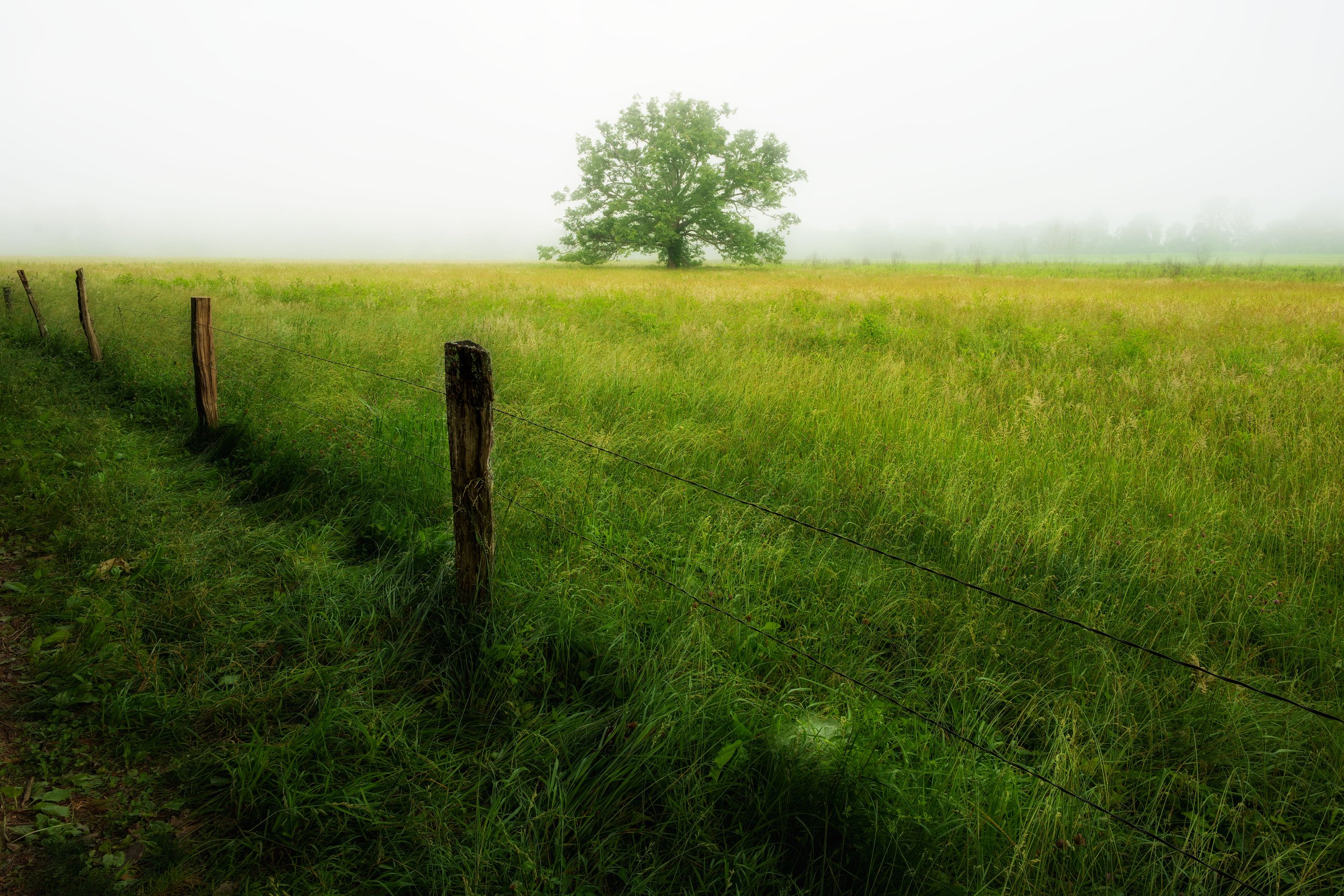 A green field with tall grass, a row of wooden fence posts with wire, a large tree in the distance, and a foggy sky.